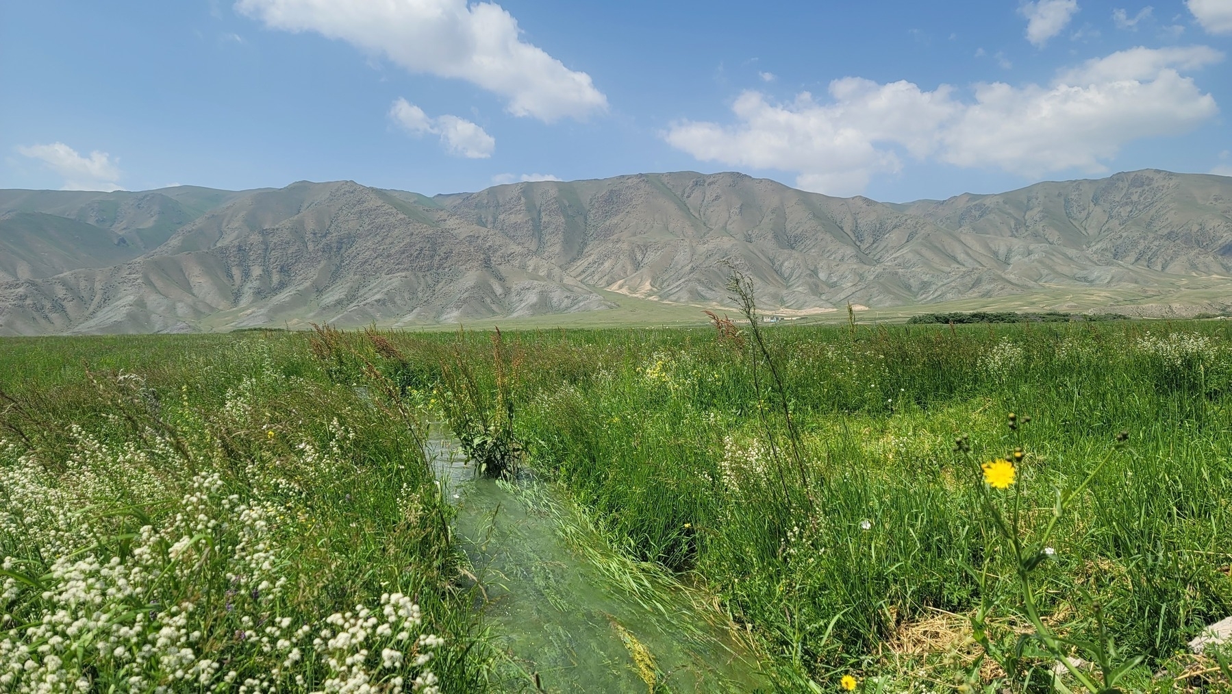 small canal running through a green field; mountains in the background