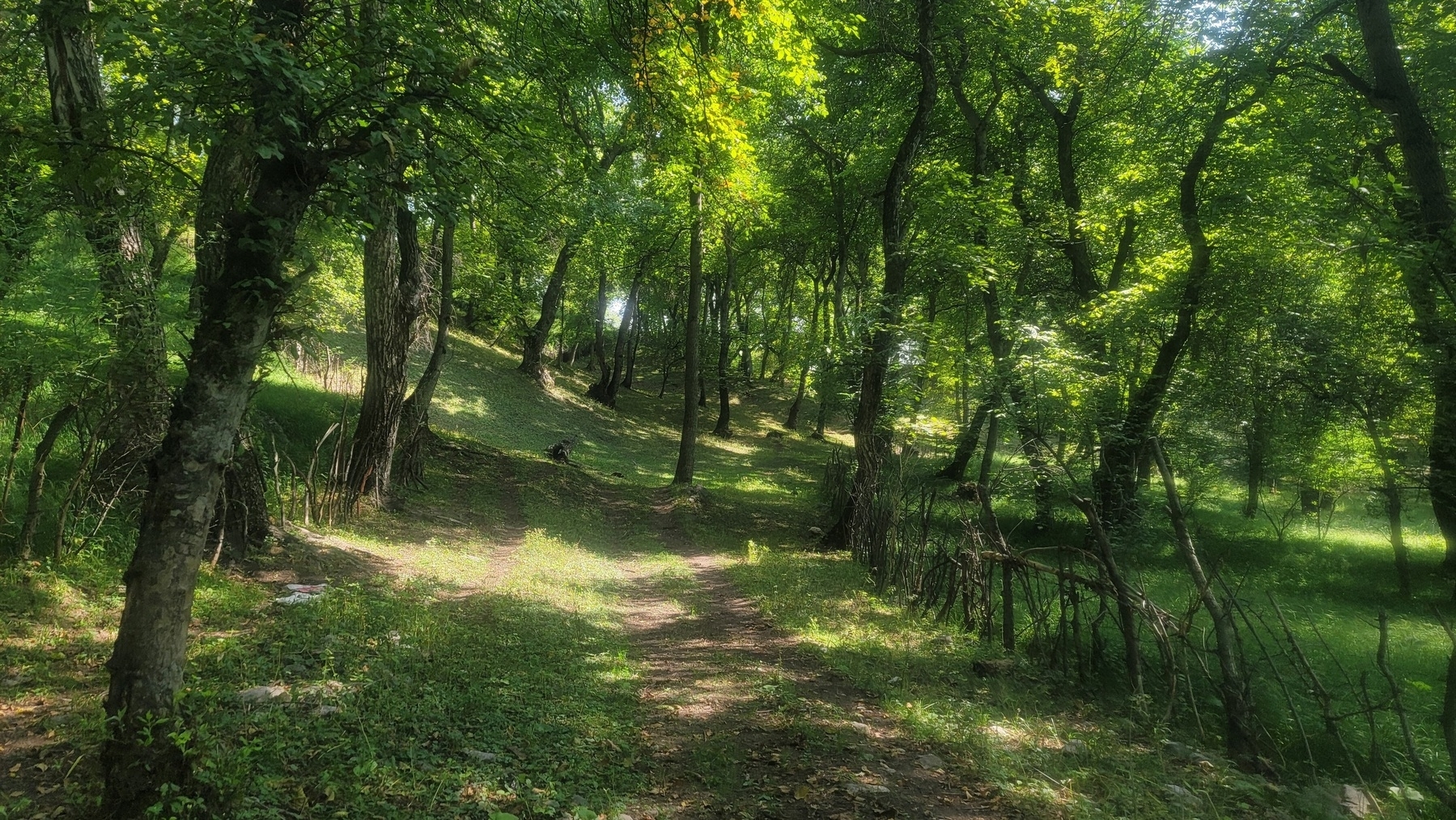 green forest