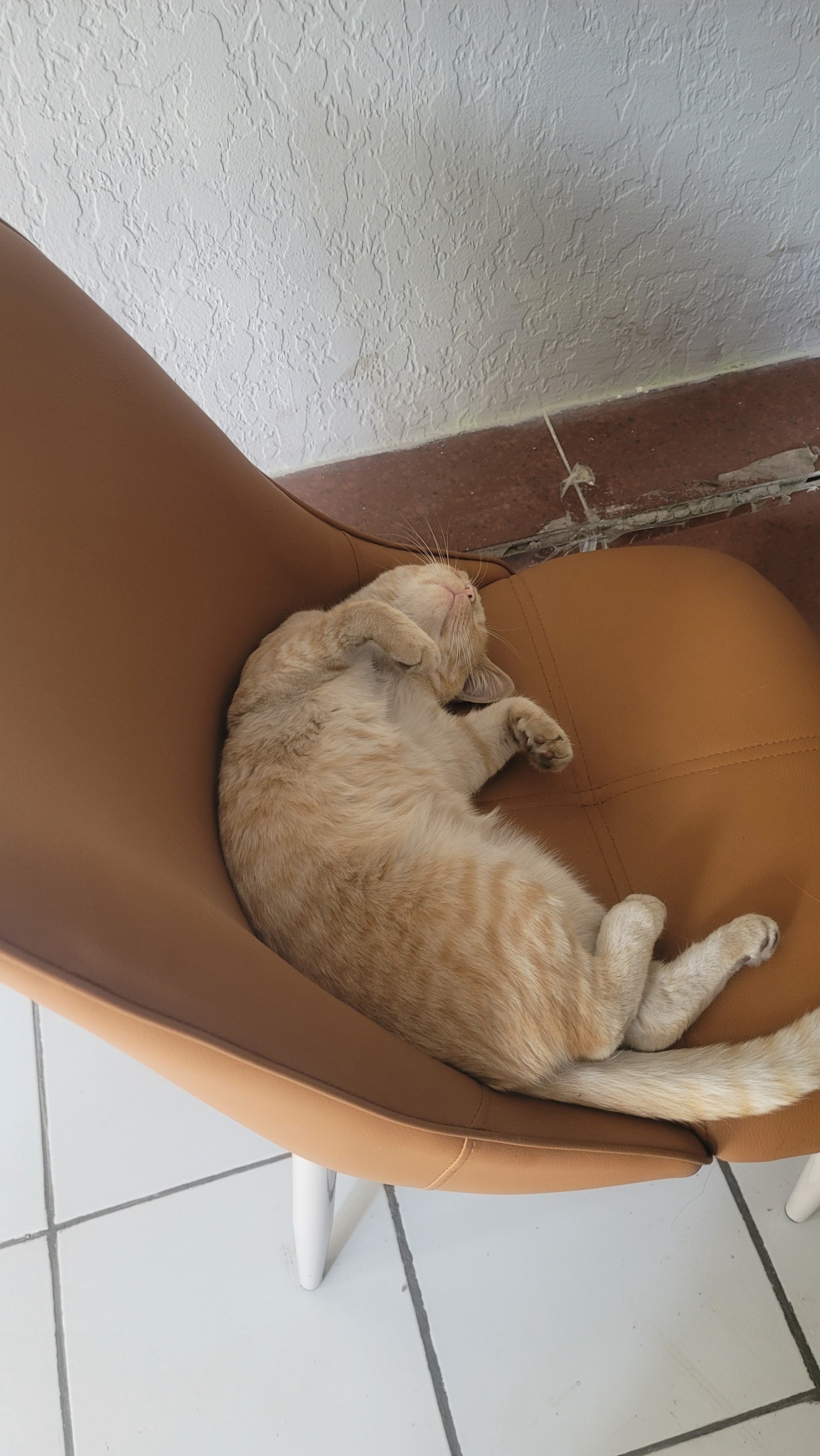 Light orange cat curled up against the back of a dark orange chair 