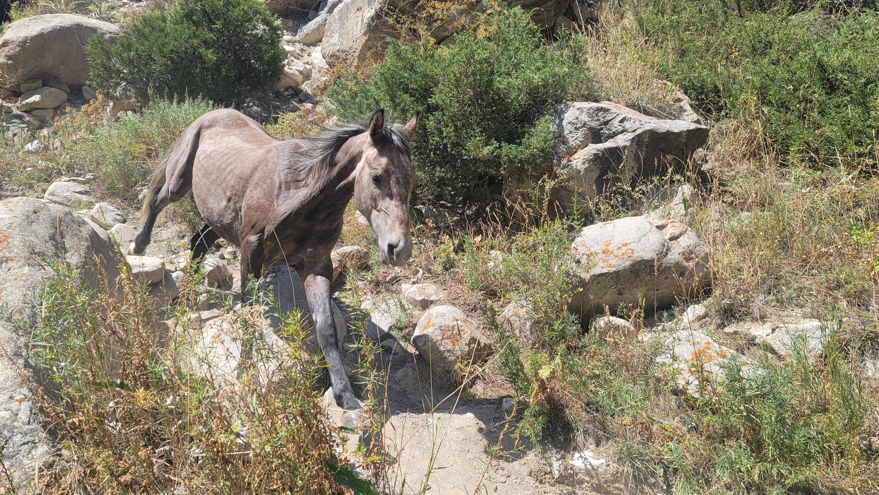 horse walking down a rocky path