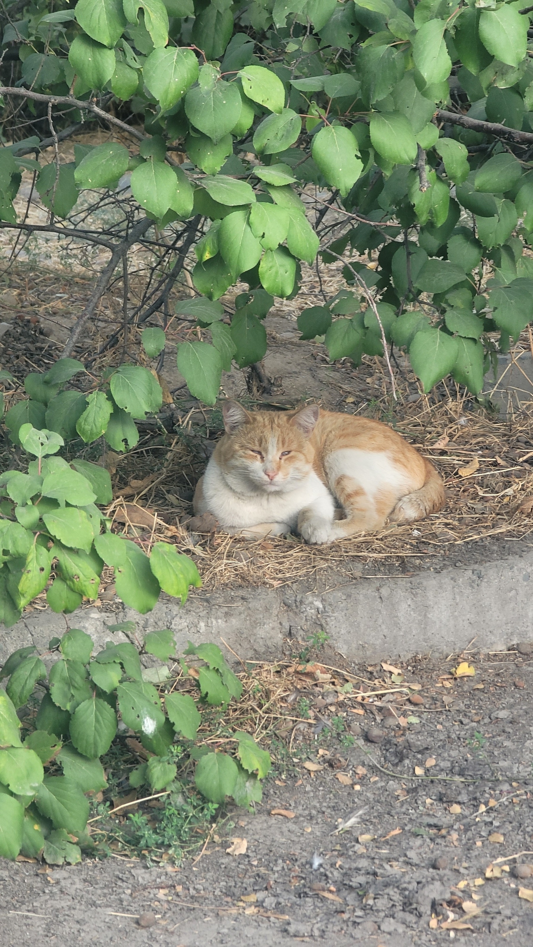 orange and white cat sitting under a bush