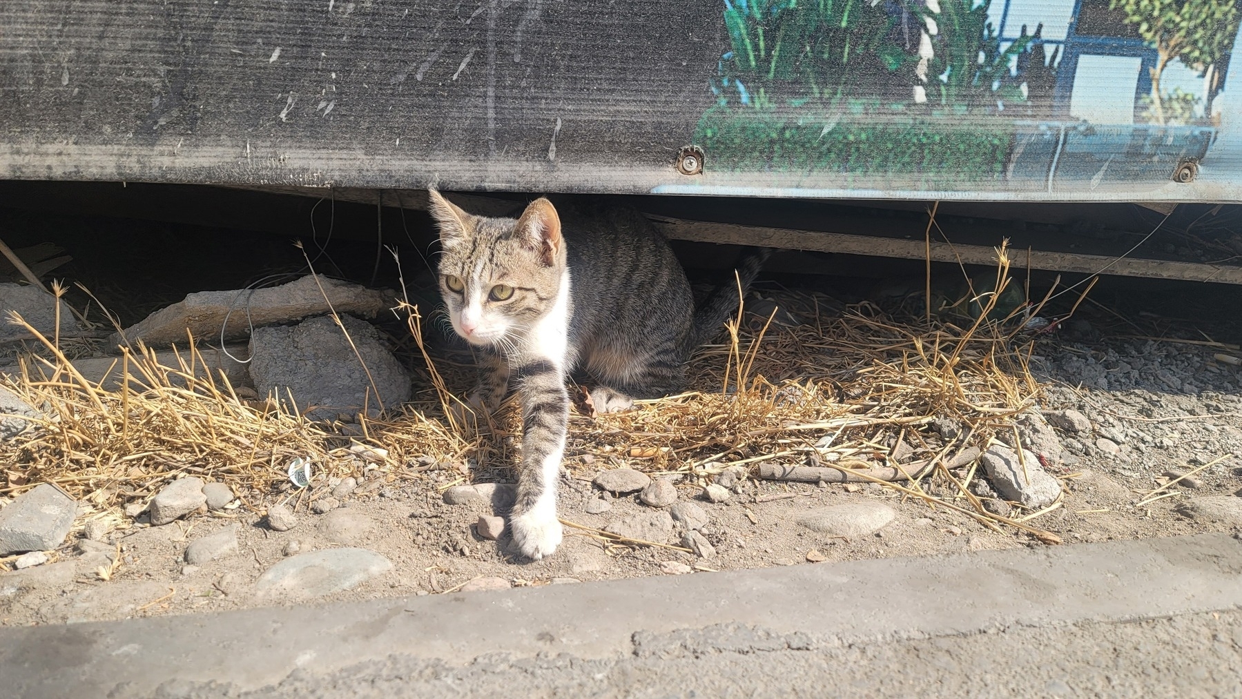 brown and black striped cat with a white muzzle, neck and paws crawling out from under a thick, metal fence (blocking off construction)
