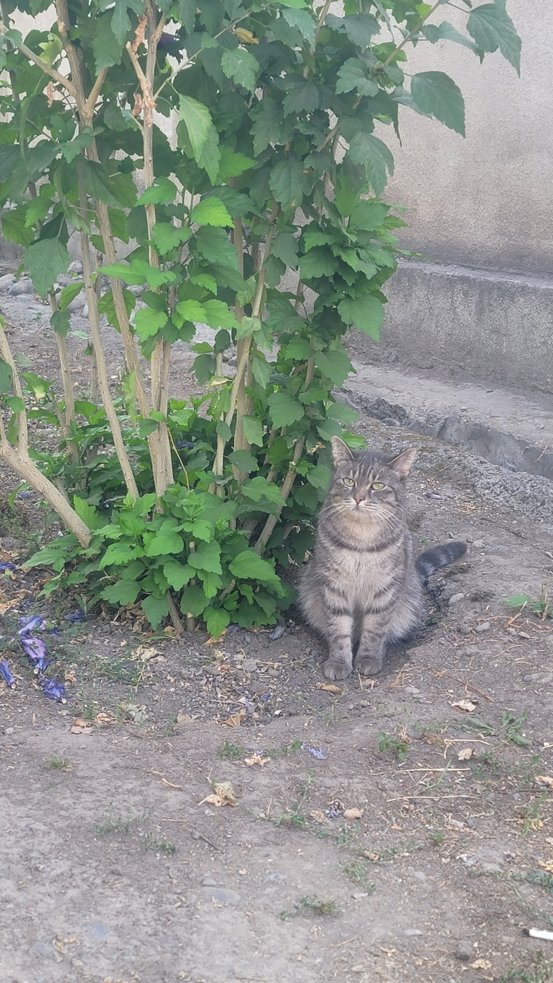 Gray/brown cat sitting next to a bush with some green leaves 