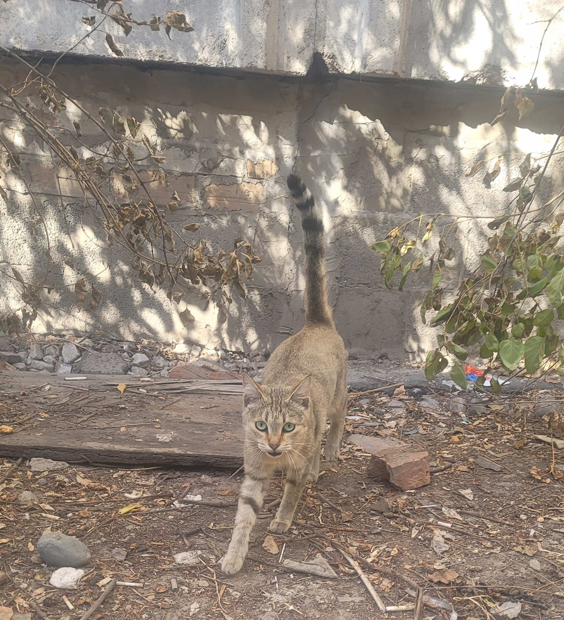 light tan cat with blue/green eyes