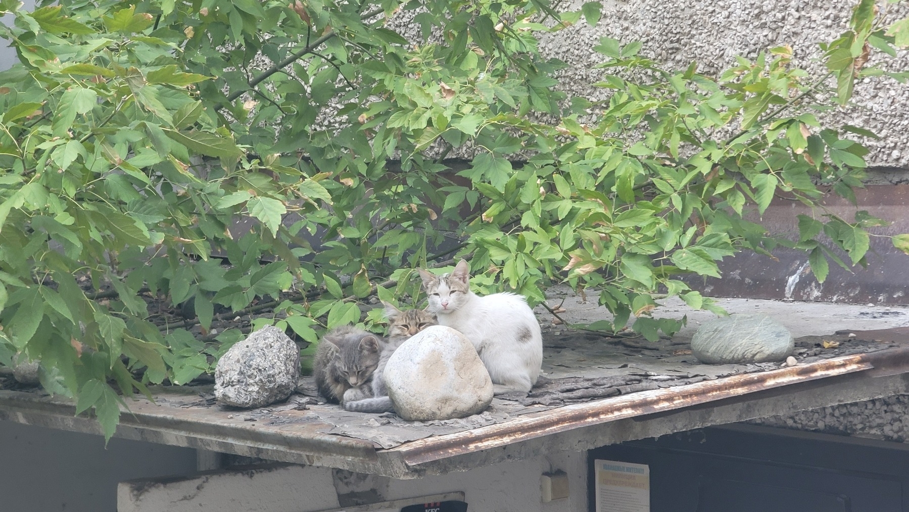 three light gray/white cats sitting close to each other with eyes half closed on a tin roof above a doorway
