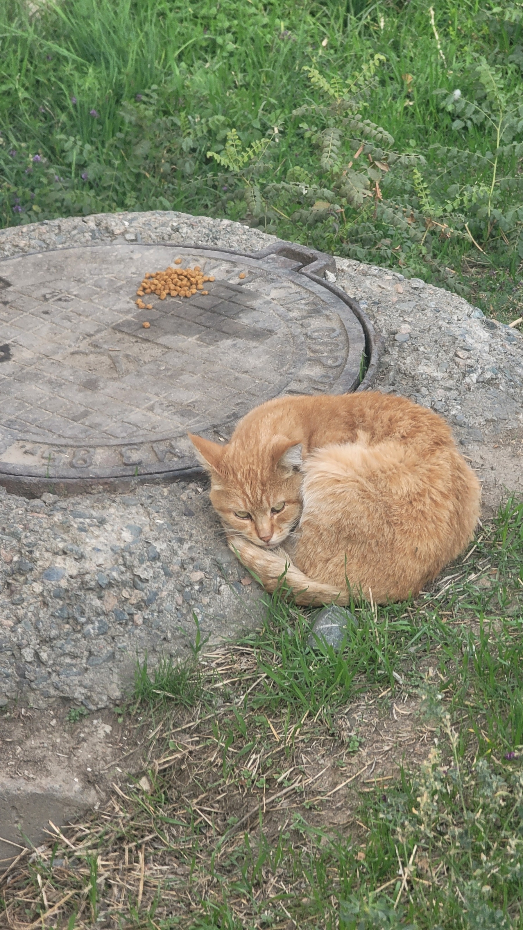Orange cat lying on the ground with a pile of cat food not far away