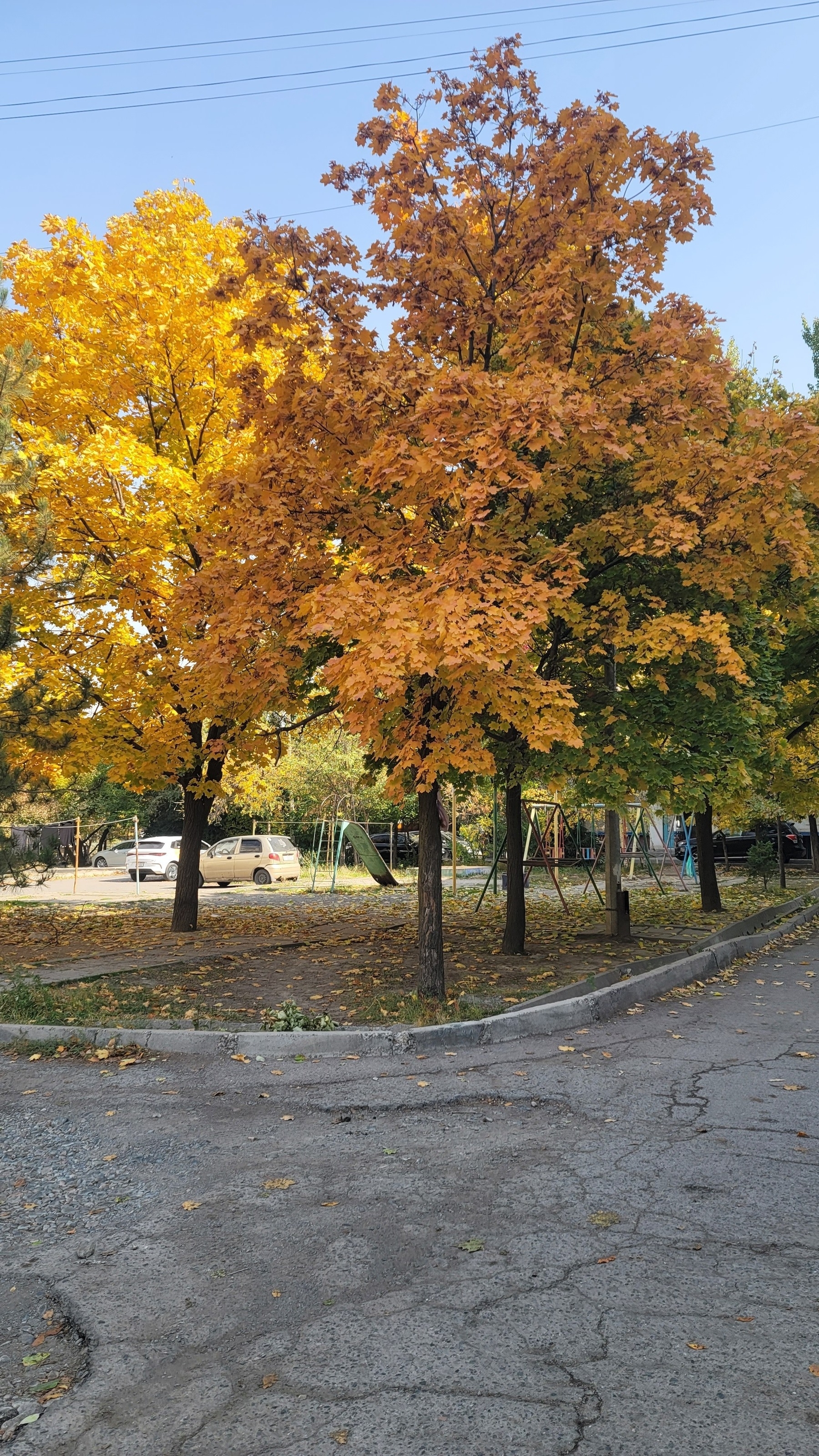 tree with yellow leaves, tree with orange leaves, and trees with green and orange leaves near a road
