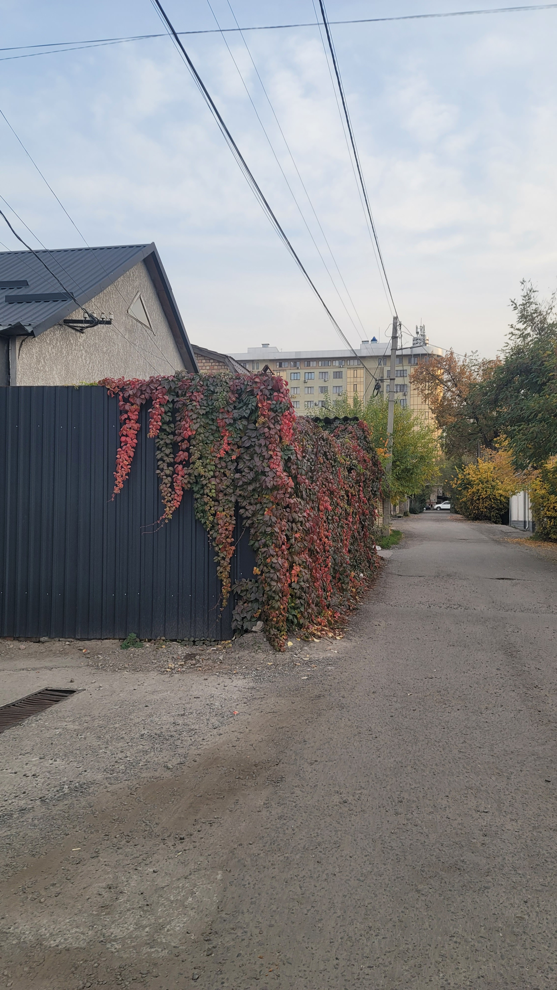 green and red Vines hanging down a fence in front of a house