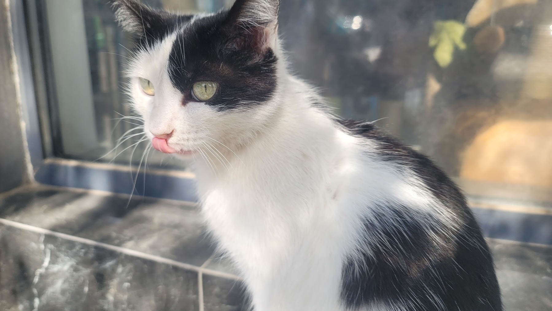 black and white cat mid-lick, with its pink tongue on its nose 