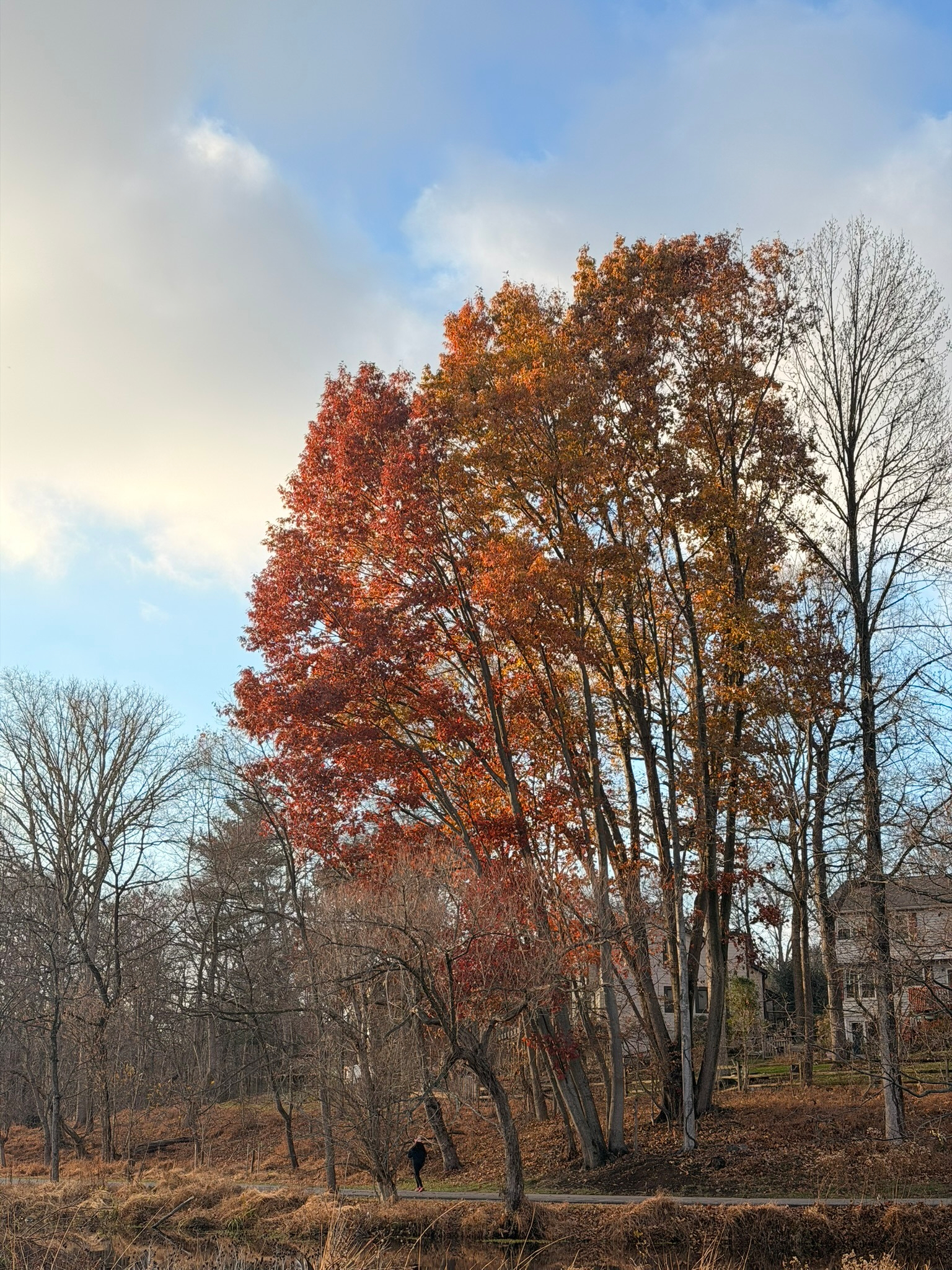 A grove of vibrant autumn trees with red and orange leaves stands near a person walking along a path under a partly cloudy sky.