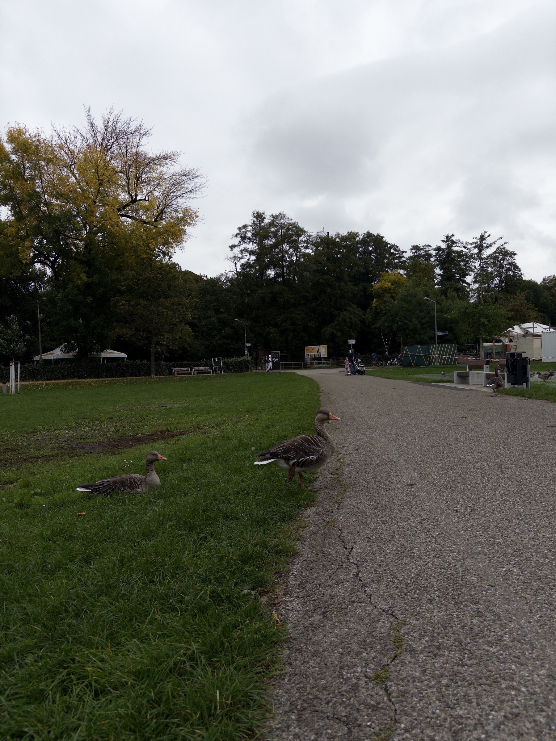 Three geese are walking along a path in a park with trees and a cloudy sky in the background.