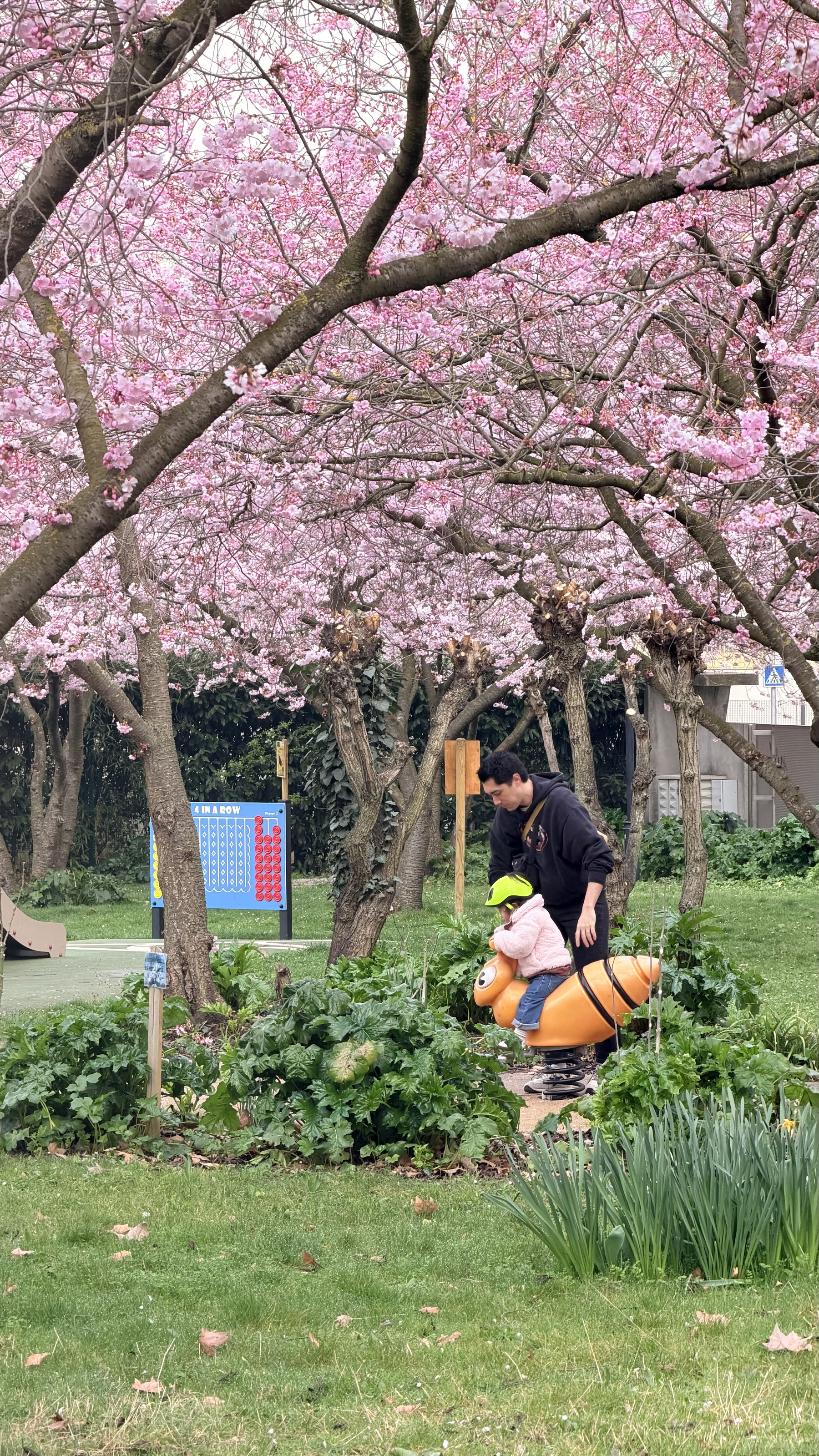 A person is helping a child ride a toy under blooming cherry blossom trees in a park.