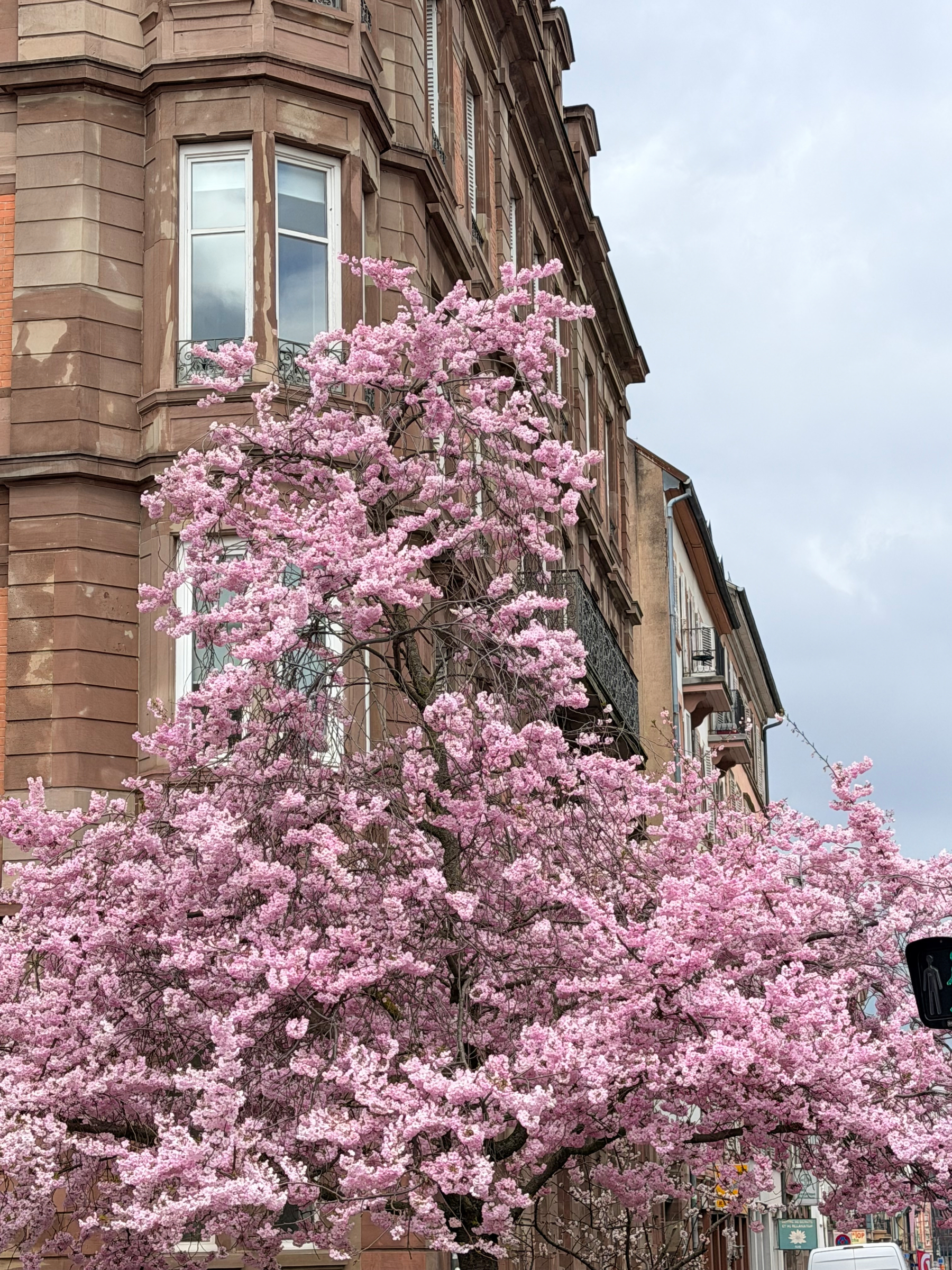 A beautiful pink cherry blossom tree is blooming in front of a historic building on a cloudy day.