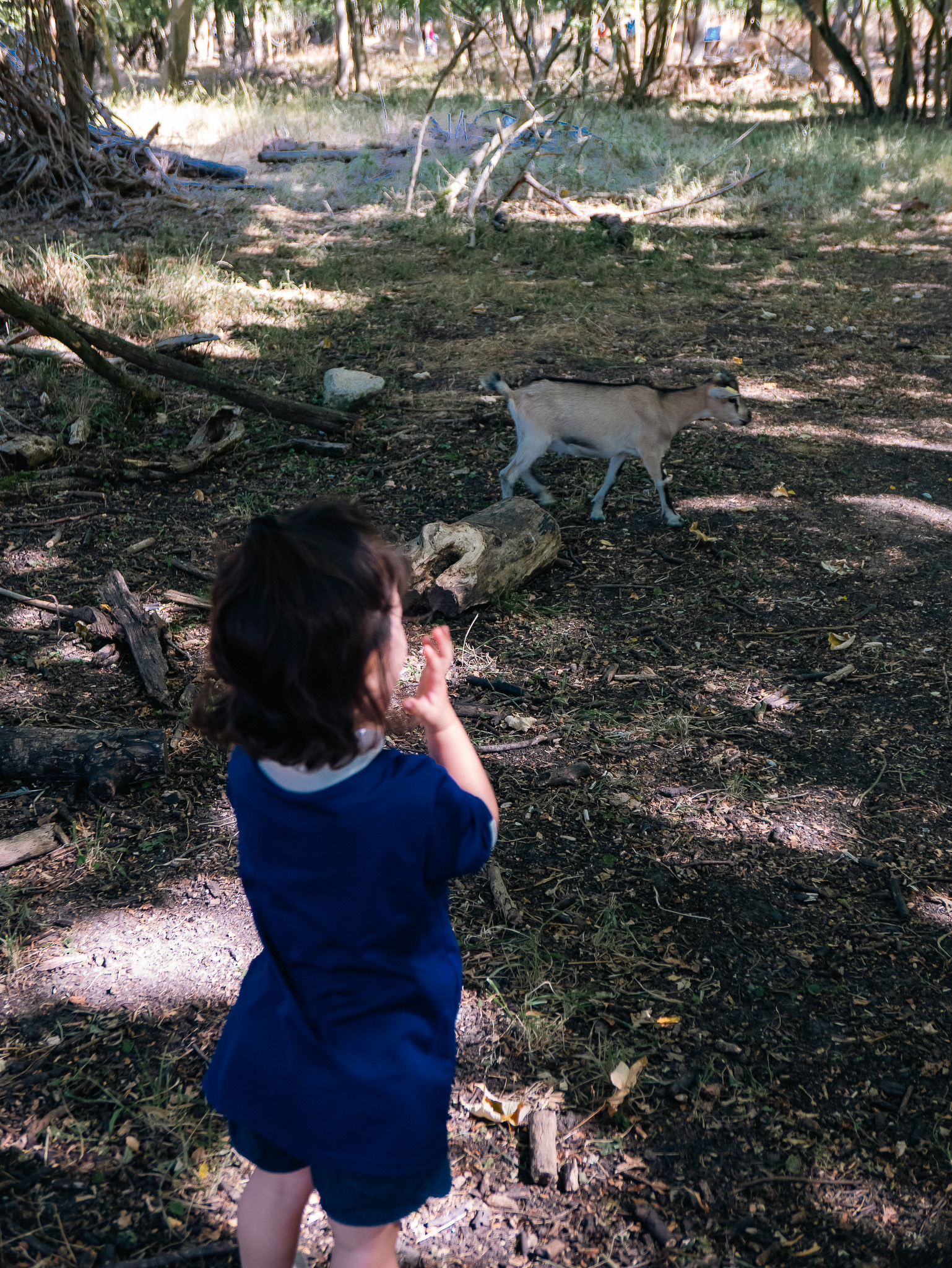 Auto-generated description: A child in a blue outfit is standing in a wooded area, watching a small goat walk nearby.