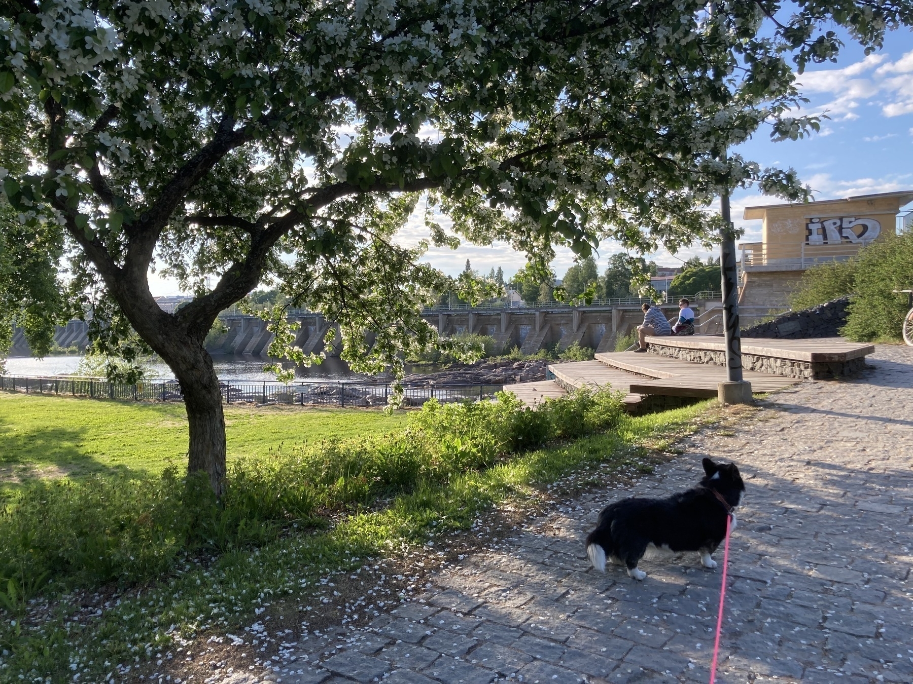 A scenic photo featuring Napu the dog, standing on a cobblestone path under a flowering tree, with the Merikoski hydroelectric power plant's dam visible in the background. The scene includes a grassy area and a bench where two people are seated, enjoying the serene environment. The dam and surrounding nature are bathed in warm, late afternoon sunlight.
