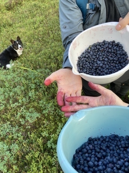 Two bowls full of blue berries are held in a forest environment. The hands are stained red from blue berry juice. In the background a dog is visible.