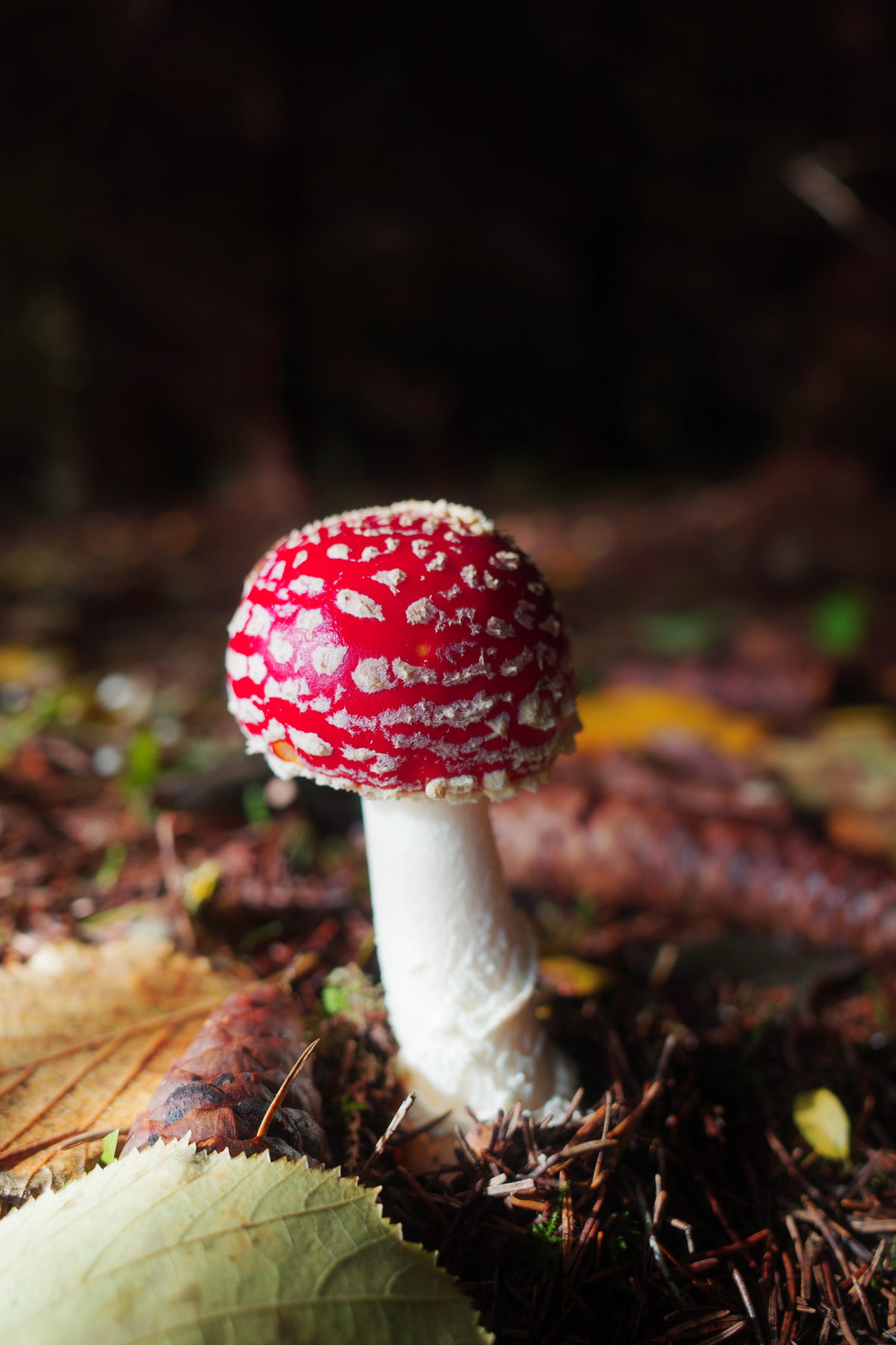 a fly agaric in a dark forest