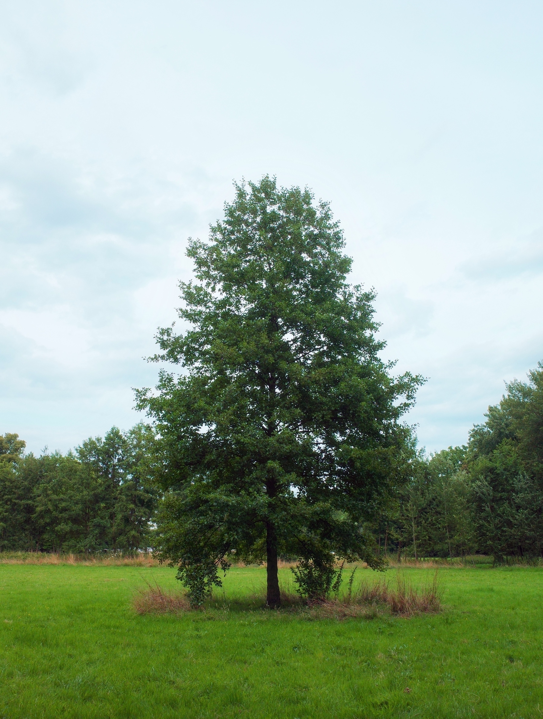 Single tree in Hof ter Linden