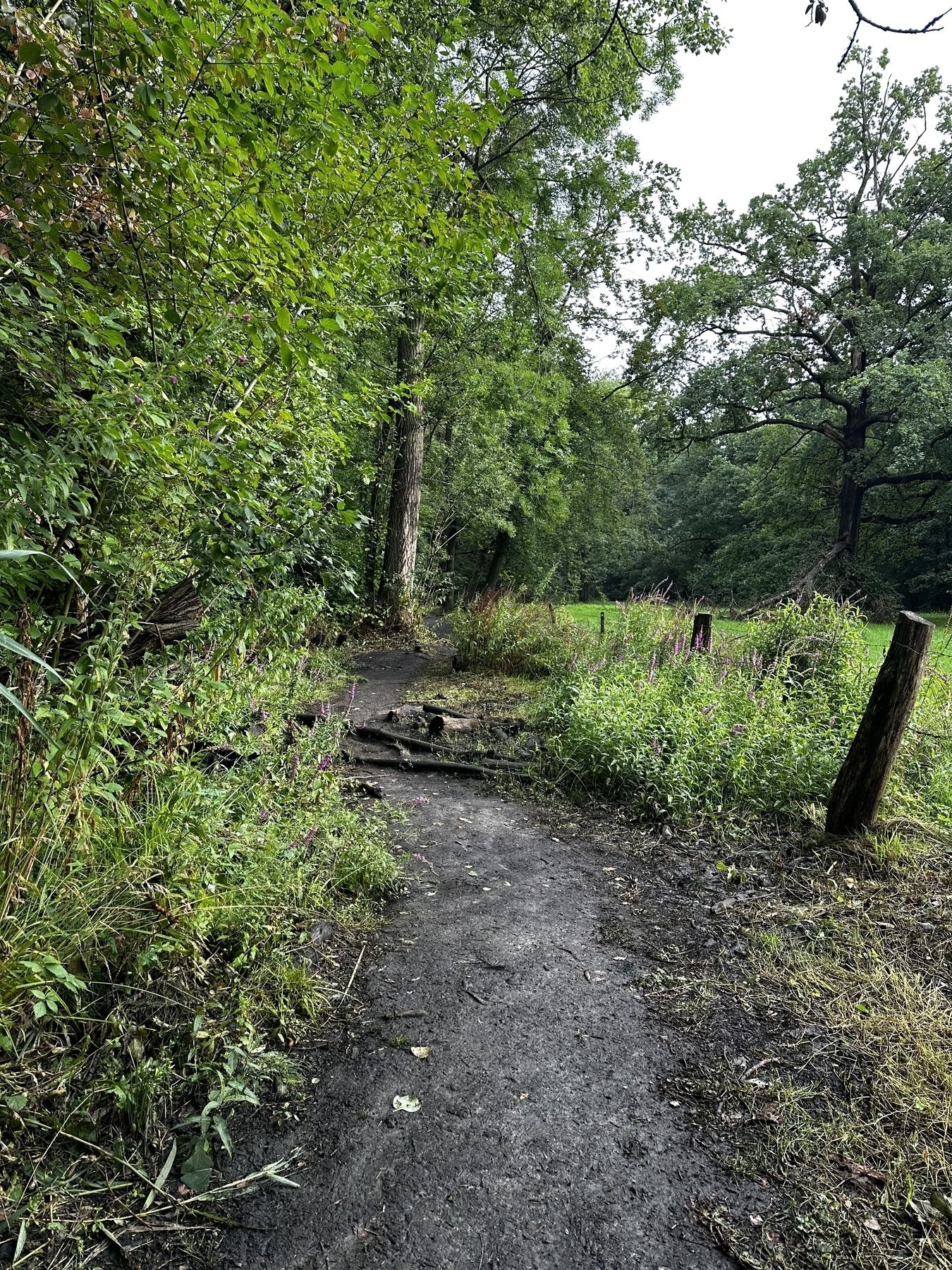 A winding unpaved road in the green, forest on the left, meadow on the right.