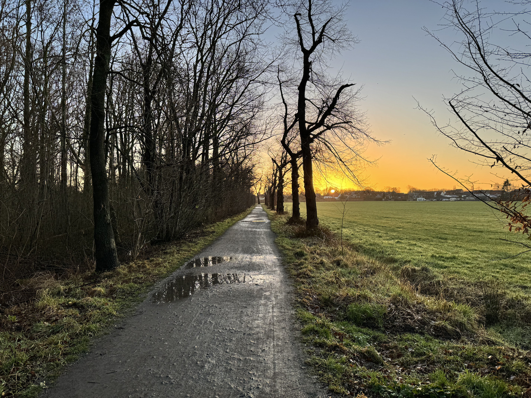 A wet pathway leads through a landscape with leafless trees on the left and an open field on the right at sunset.