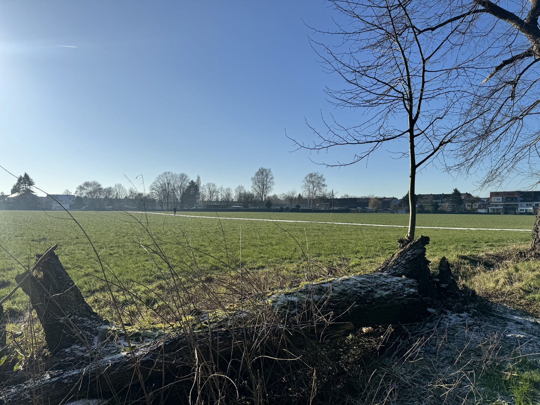 A leafless tree stands beside a fallen tree trunk on a sunlit grassy field, with houses in the background under a clear blue sky.