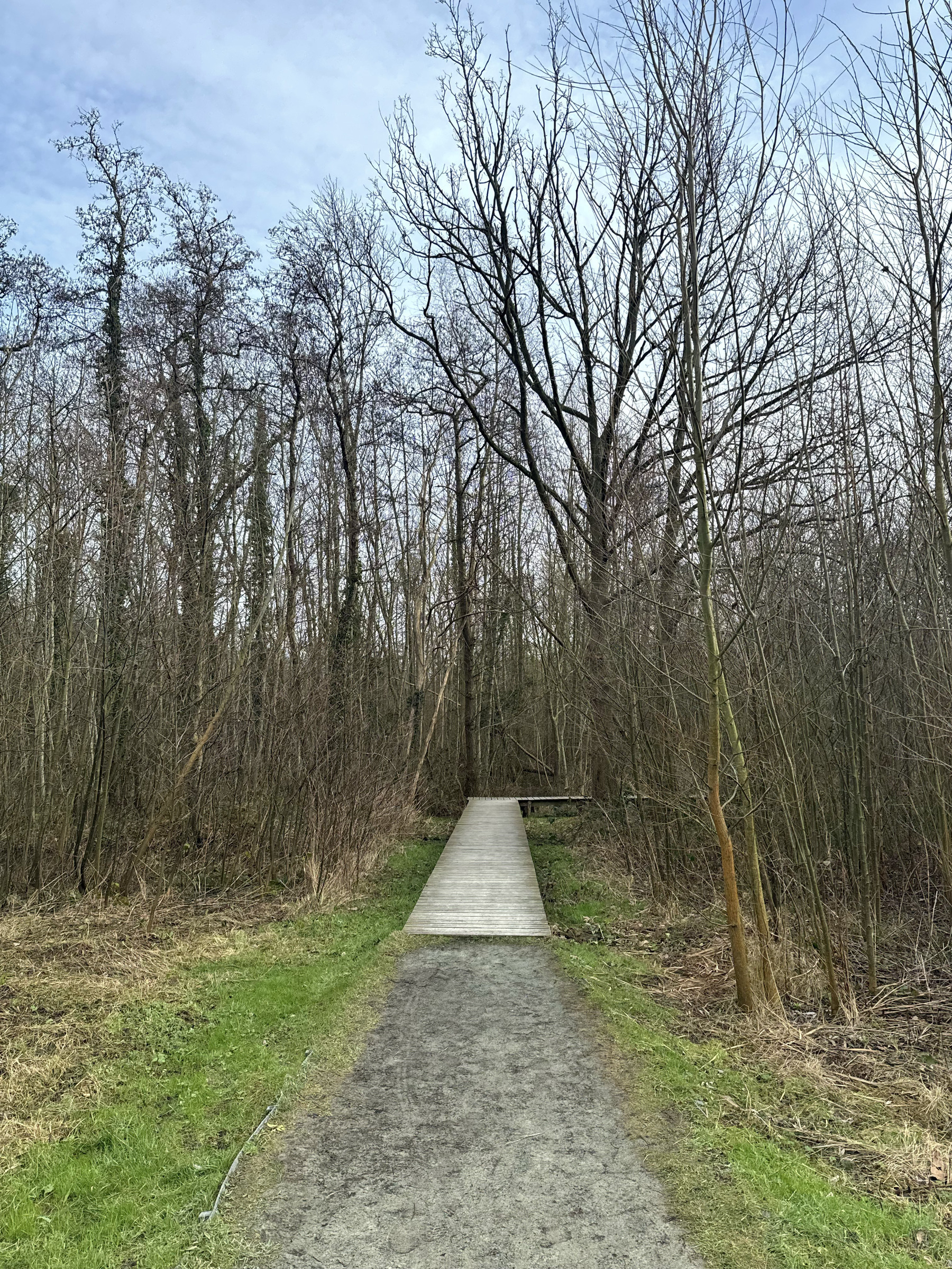 A gravel footpath leads to a wooden boardwalk amidst leafless trees under a blue sky.