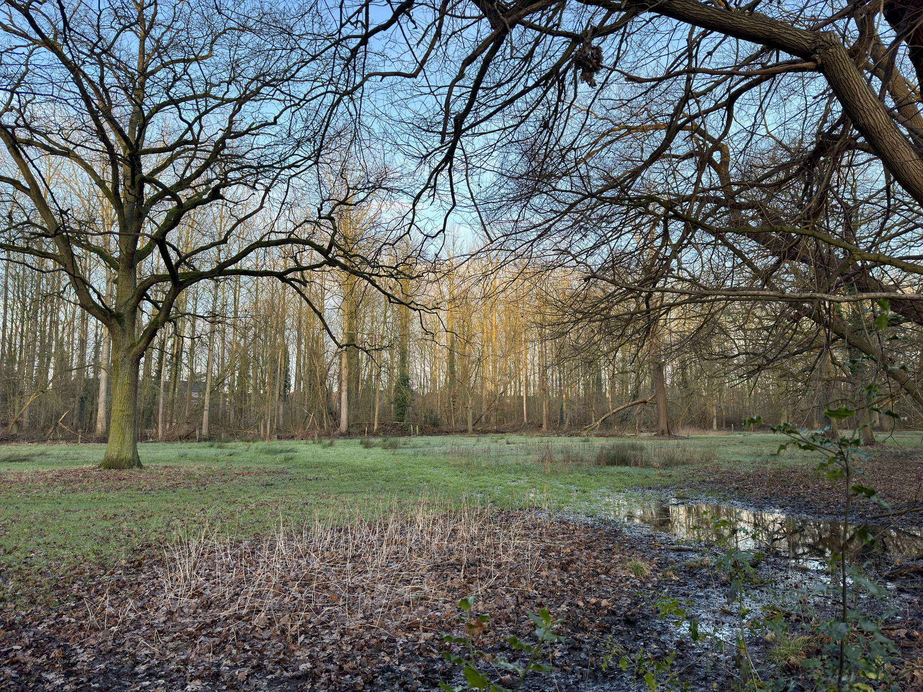 Leafless trees branch out over a frost-touched clearing and a small, reflective pool, with a serene woodland backdrop in early morning light.