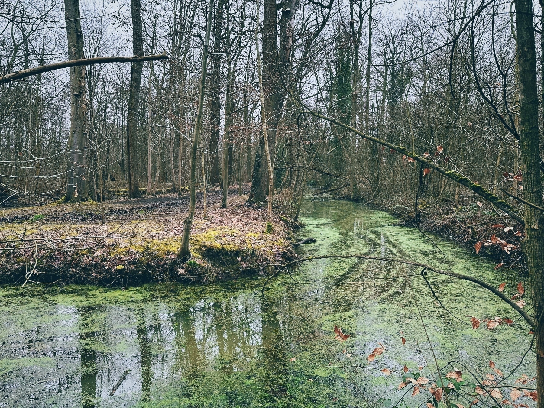 A serene, moss-covered stream winds through a leafless, dormant forest with patches of green ground vegetation indicating early spring or late winter.