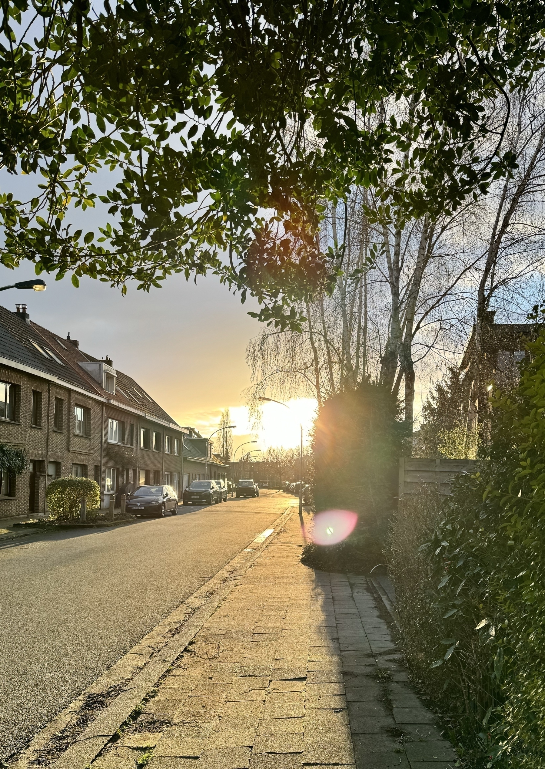 A residential street bathed in the warm glow of a setting sun, with cars parked along the houses and trees framing the scene.