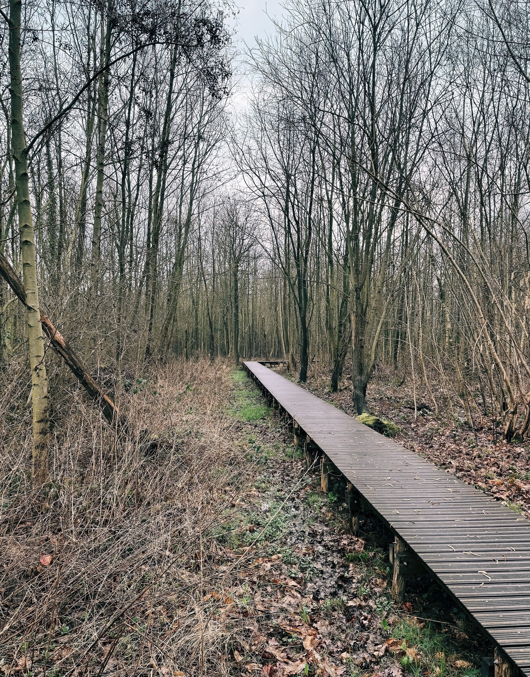 A wooden boardwalk stretches straight through a leafless, dense forest with overcast skies.