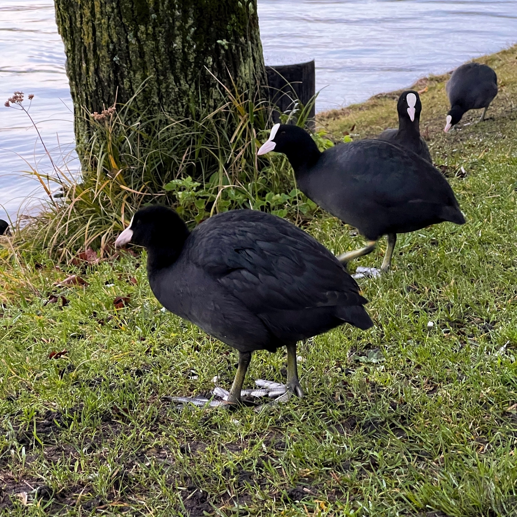 coot birds by a canal