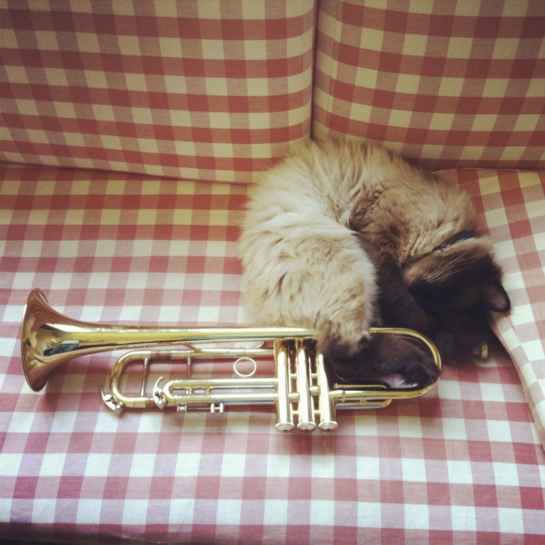 a cat curled up tightly beside a trumpet