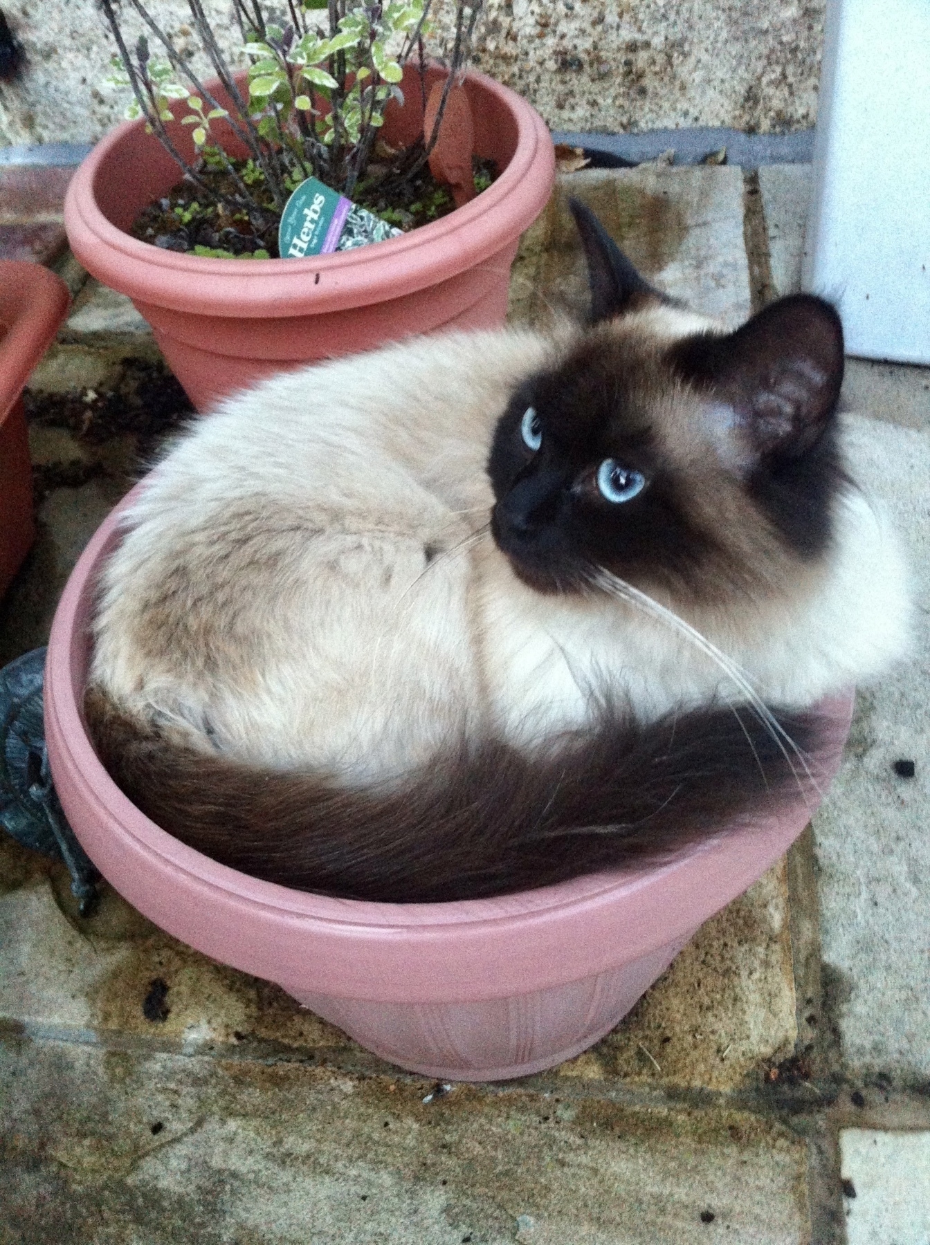 a cat in a plant pot