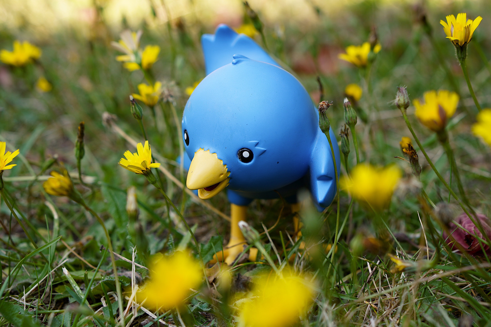 The Twitteriffic bird, Ollie, stands in a field of dandelions