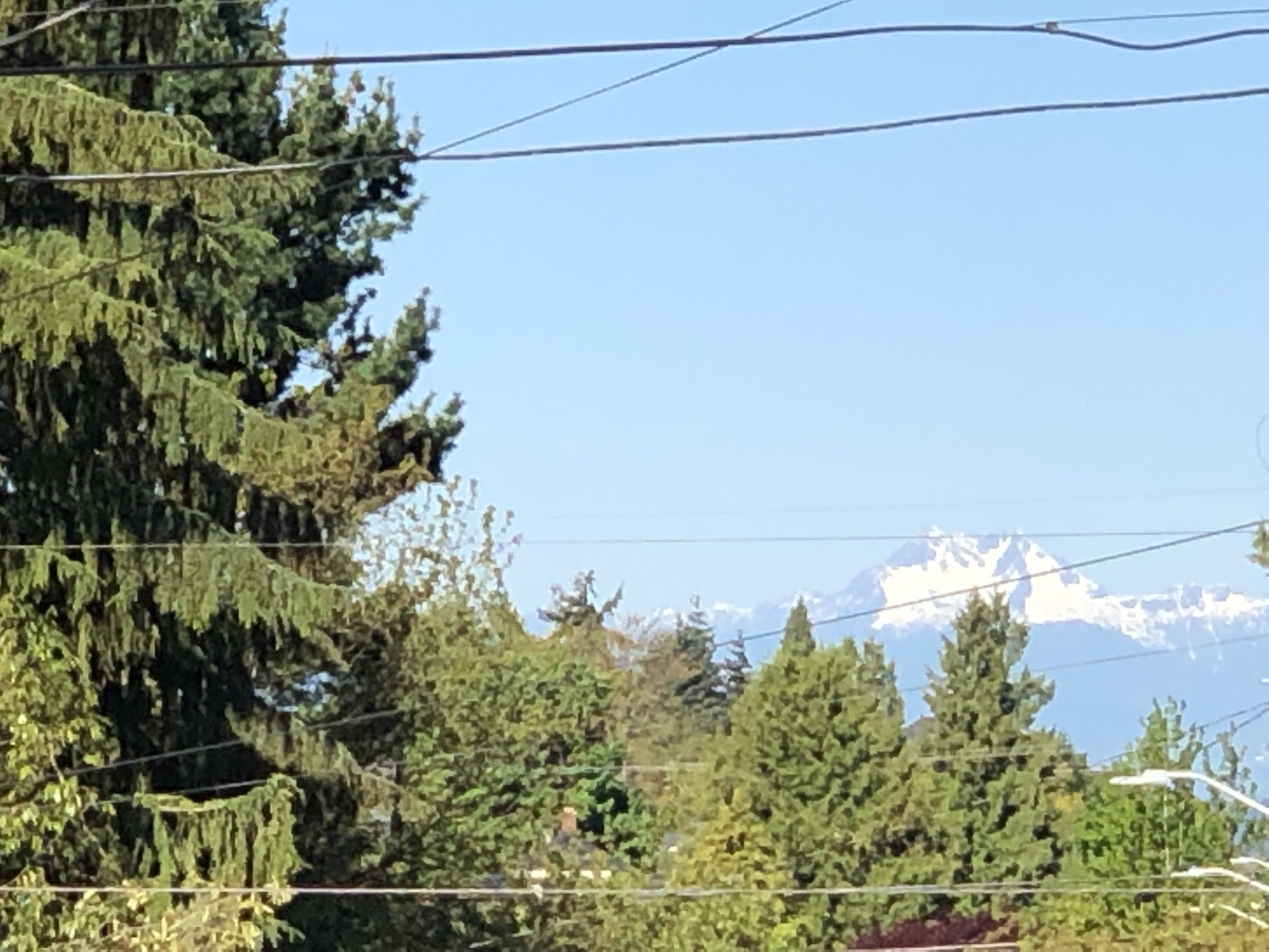 Olympic mountains in the distance and trees in the neighborhood.