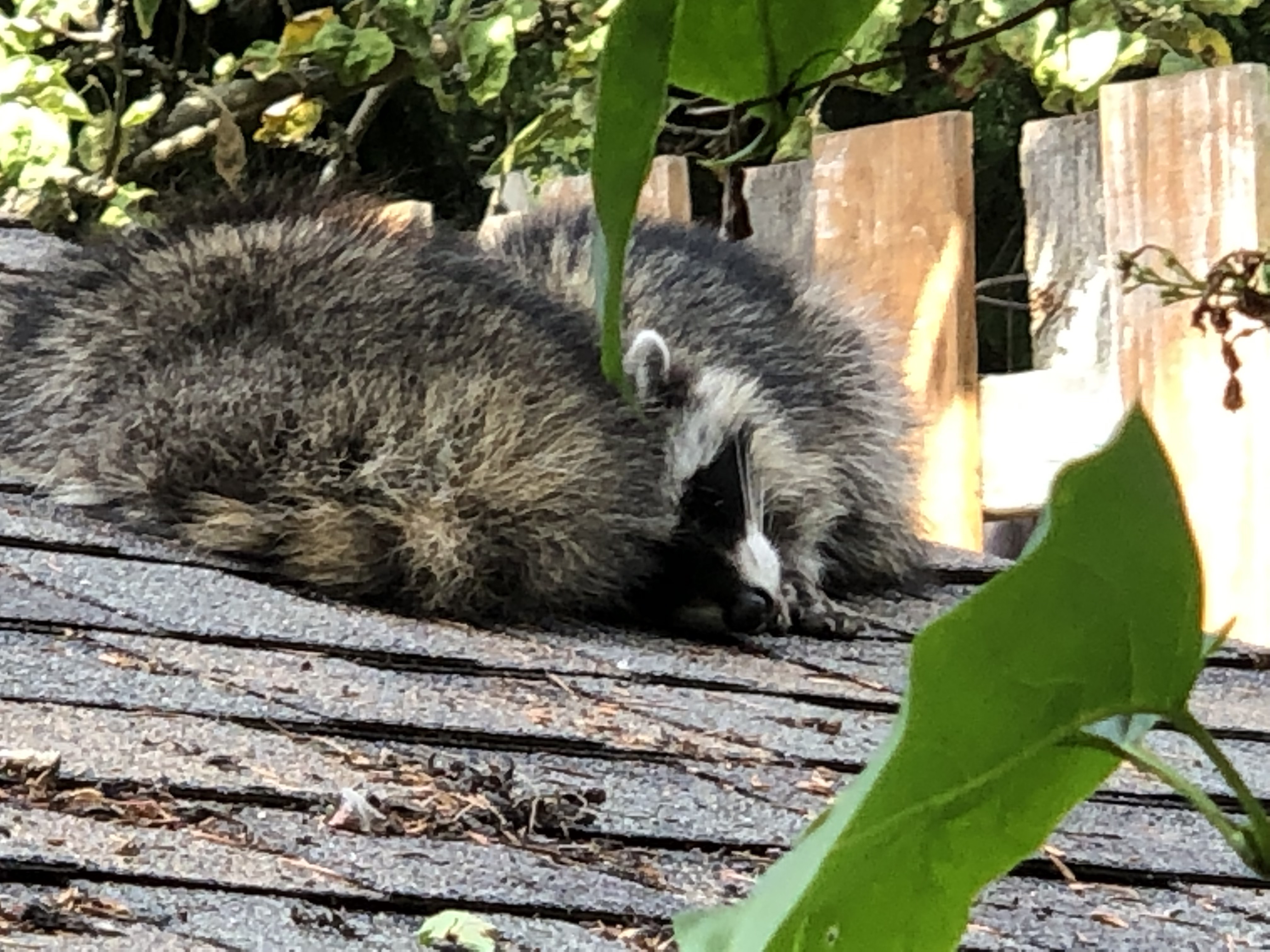 Two raccoons curled up together and sleeping on the roof of a garage.