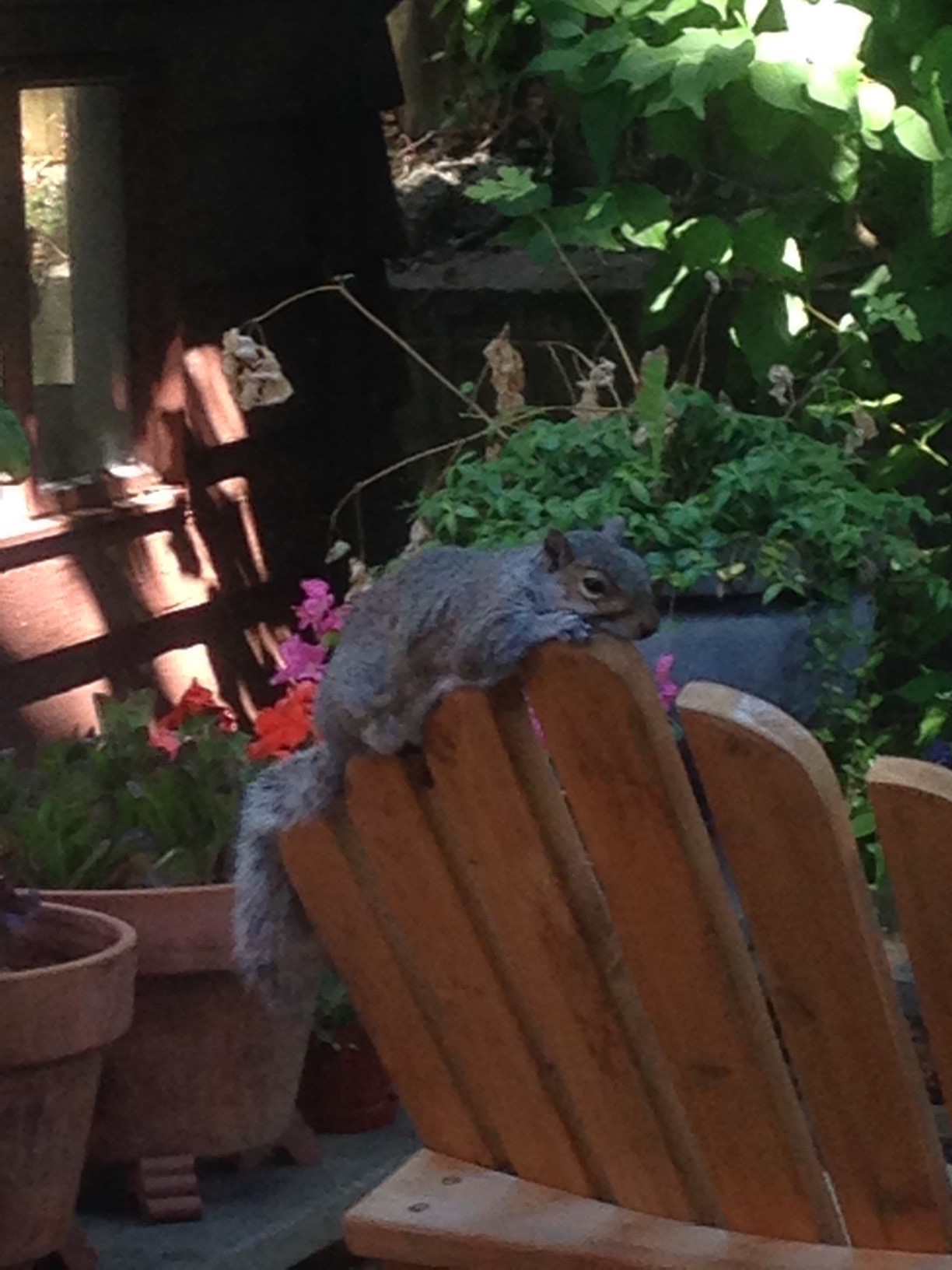 Squirrel on top of the back of an Adirondack chair.