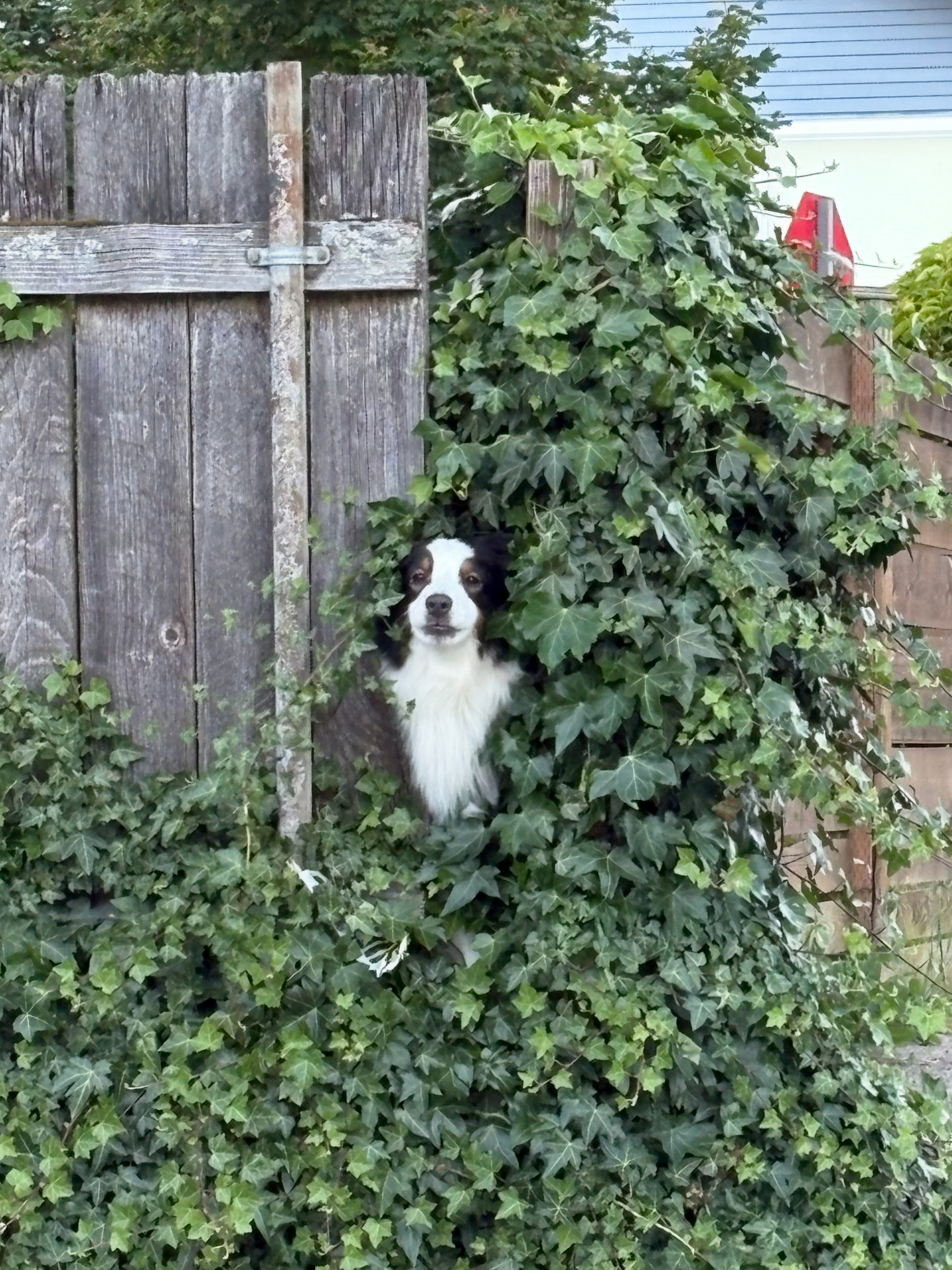 Dog disappearing between the end of a fence and a bunch of ivy.