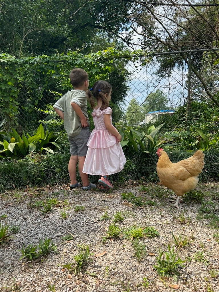 A boy of five years in shorts, t-shirt, and blue rubber boots stands next to a girl of three years in a pink princess dress staring through a chain link fence overgrown with weeds.  A buff orphington hen stands next to them on the gravel.