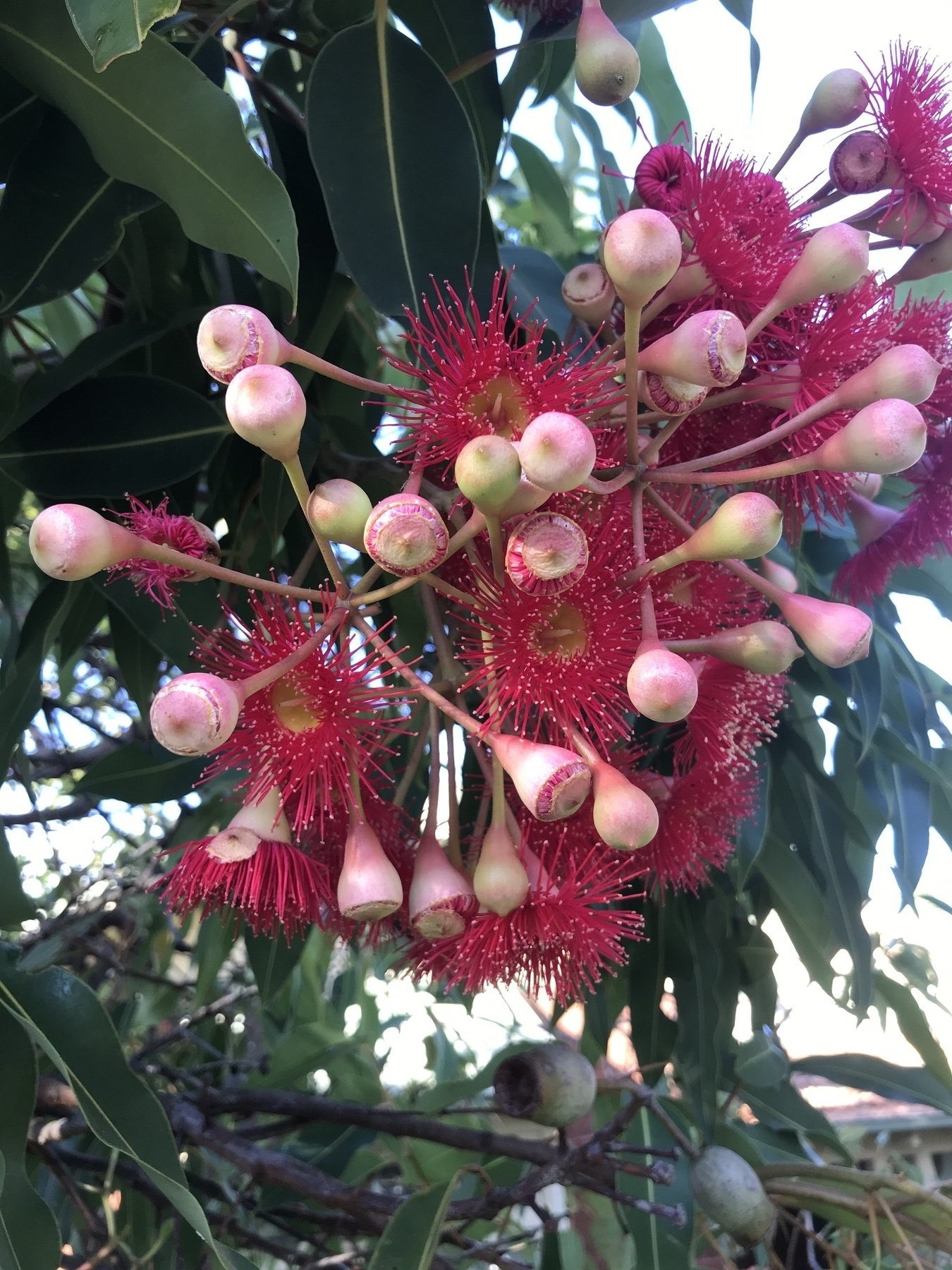A cluster of gum tree flowers, as in Gum Blossoms 1, but here many more of them have been fertilised, and have shed their red frills and closed the lid over the cup shape of the gumnut. Now we can see that each gumnut has its own thick, succulent-looking stalk that flares out at the end, holding the gumnut in place. The nuts and their stems are all coloured with bands of greenish-cream and blushing pink or purple. Behind them are just as many flowers, if not more, that retain their frills of red, and below are two gumnuts that have hardened, opened and dropped their seeds.
