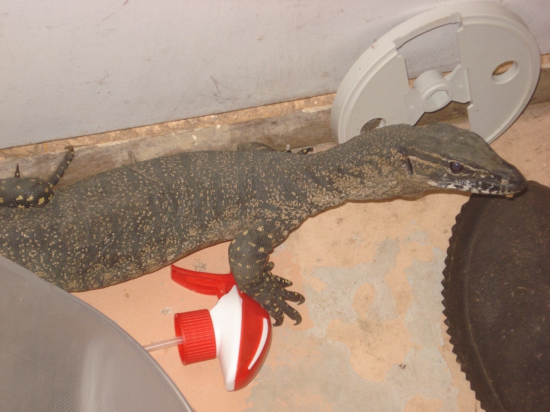 A big lizard (a goanna) is alert on a concrete floor, against the base of a wall. The scales on the lizard’s skin are clearly defined, its body coloured in vertical bands of solid darker brown and mottled lighter brown. The lizard has a short, thick, bulky leg, which almost looks baggy, with long toes ending in sharp, curved claws. Its neck is long, and thickens where it joins the head, and the face is all darker brown, with a lighter horizontal band above and below the eye. Above the mouth is a mottled band of white and darker brown. A tip of the tongue pokes out the side, and the eye is big and round.