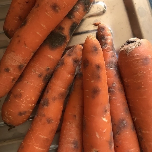 Carrots 600x600
