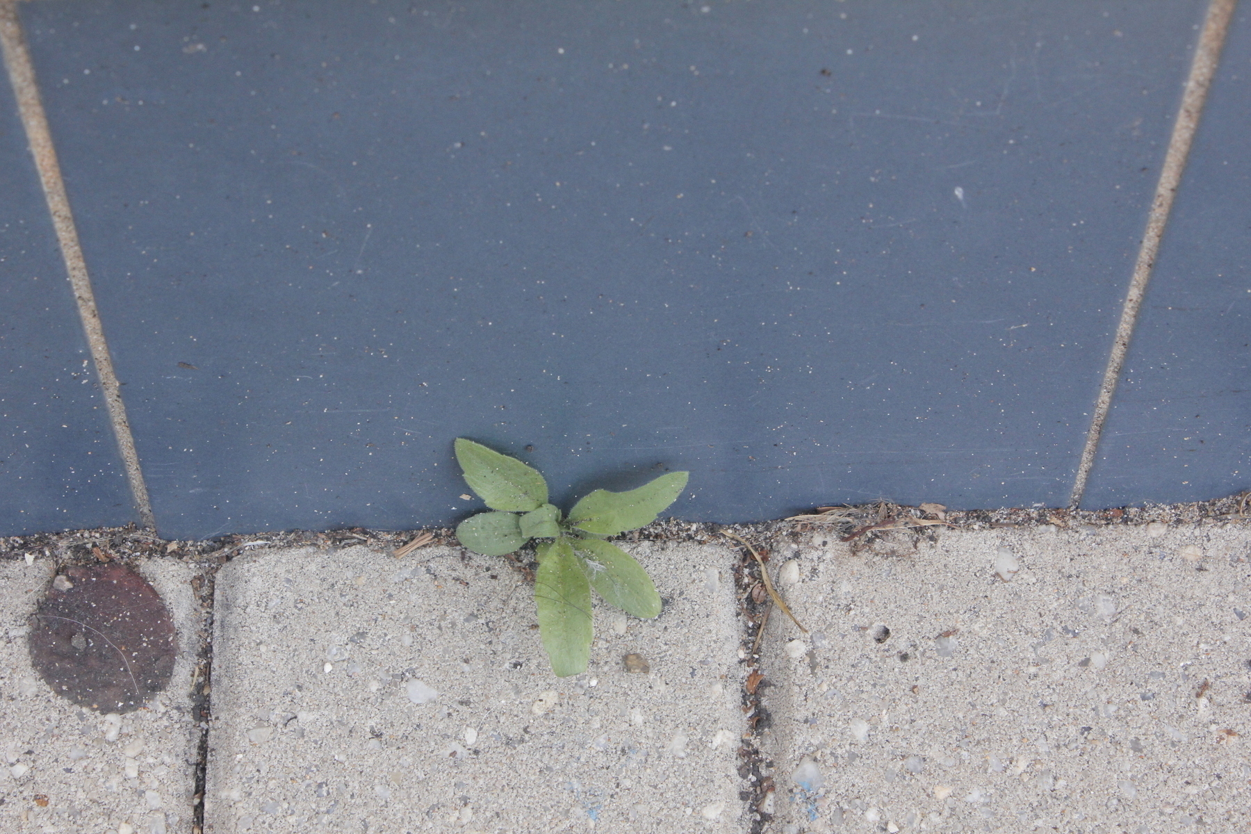 In the detritus of a gap where big, vertical blue tiles and flat stone pavers come together, a humble weed is growing. Its six broad, green leaves are spattered with grains of sand and dirt, and variously draped with spider web and loose, dark thread. It has the patience to thrive against the odds.