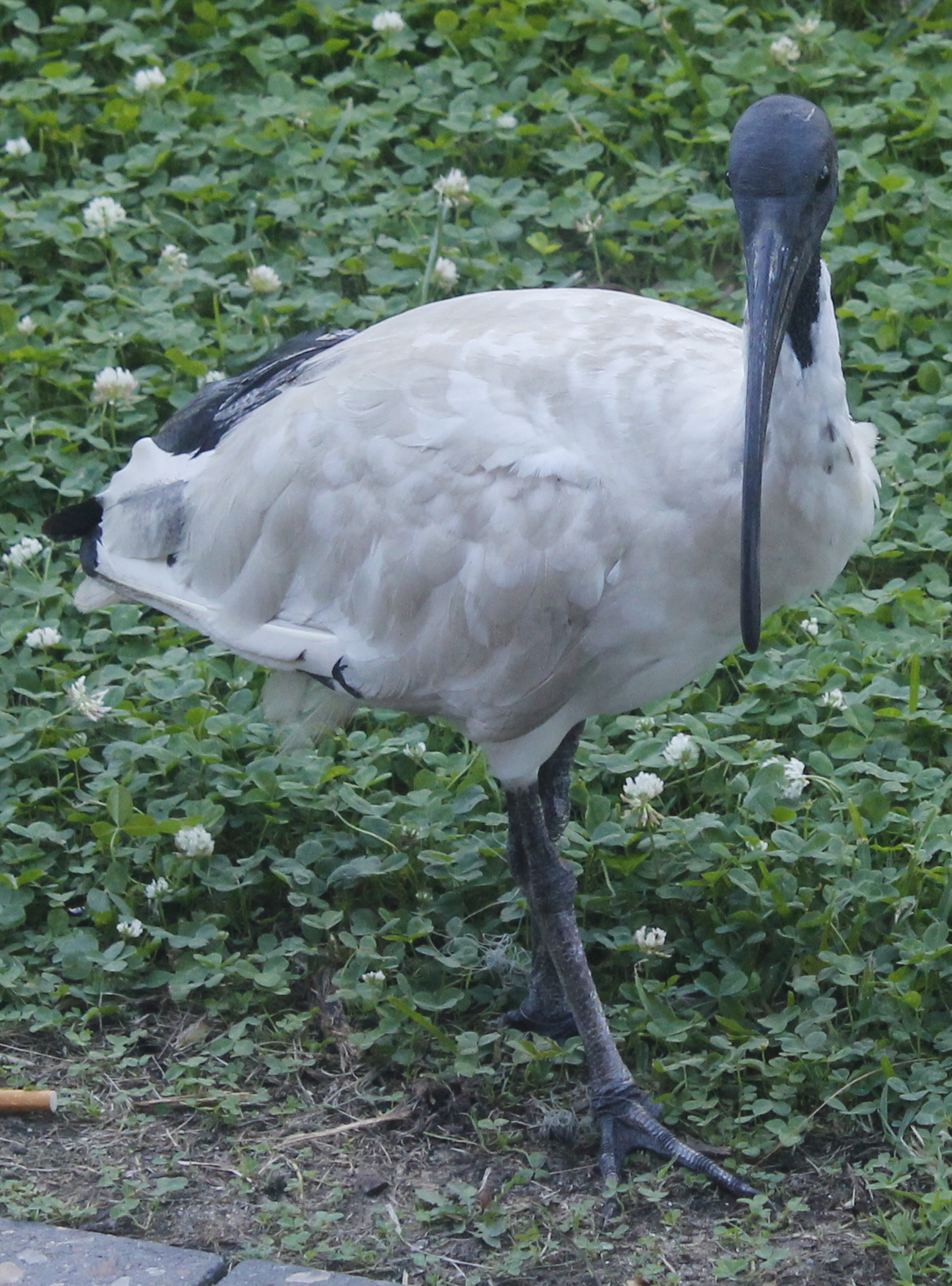 A white ibis bird stands on grass with its head turned to face the camera. Its body is similar in size and shape to a chicken’s, but its legs are longer and its head is smaller. Its beak is as long as its legs but very thin, curving downwards and tapering to a point. Its head, beak, legs and tail are black, the head looking smooth and bald. The bird’s bright, dark eyes are on either side of its head.