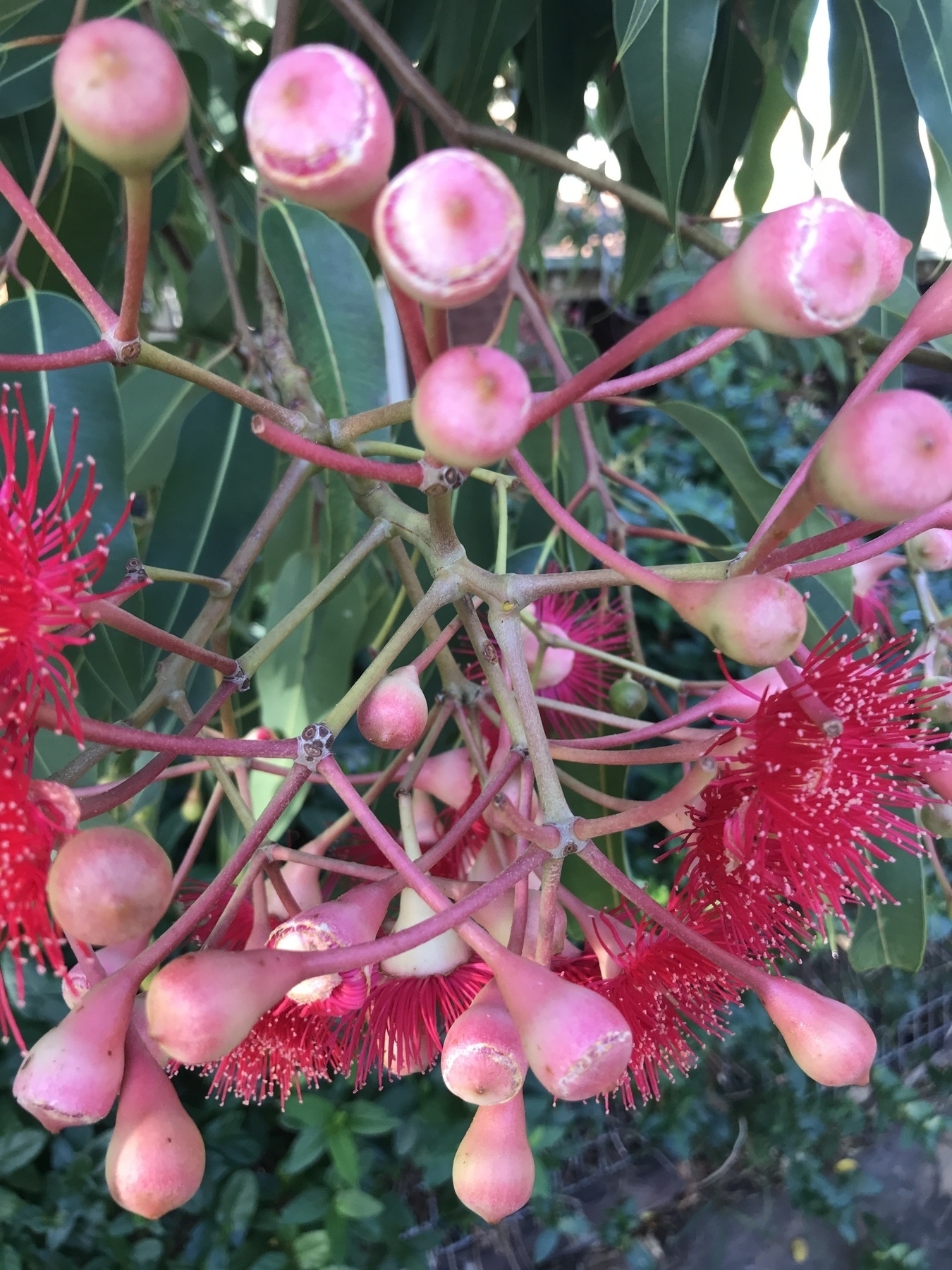 A close-up of a gum flower cluster where most of the flowers have morphed into new gumnuts coloured predominantly in a purple blush, with smaller patches of greenish cream. Only a few flowers round the bottom edge of the cluster still have their fringe of red filaments and tiny asters. The gumnuts are shaped like little goblets covered with pointy domes, and bulging where they join the stem.