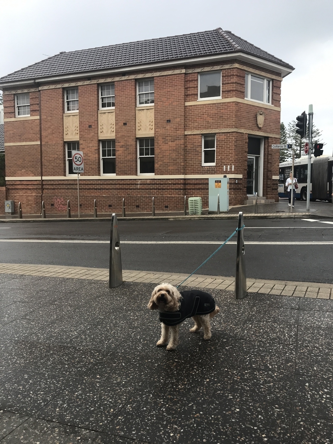 A street corner on a grey day with dreary light, and a big brick building across the road. On a speckled, dark footpath in the foreground, tied to a bicycle rack, is a little dog in a black coat over curly, light brown fur. He’s advanced as far as he can, with the lead at full stretch, and stands gazing forlornly towards the camera. His ears flop down at the sides.
