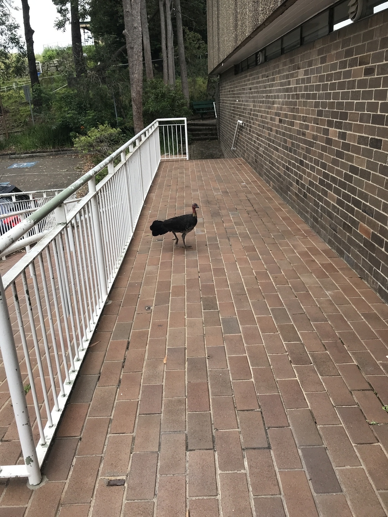 A Sydney bush turkey stands on a brick path between a white railing and a brick wall.