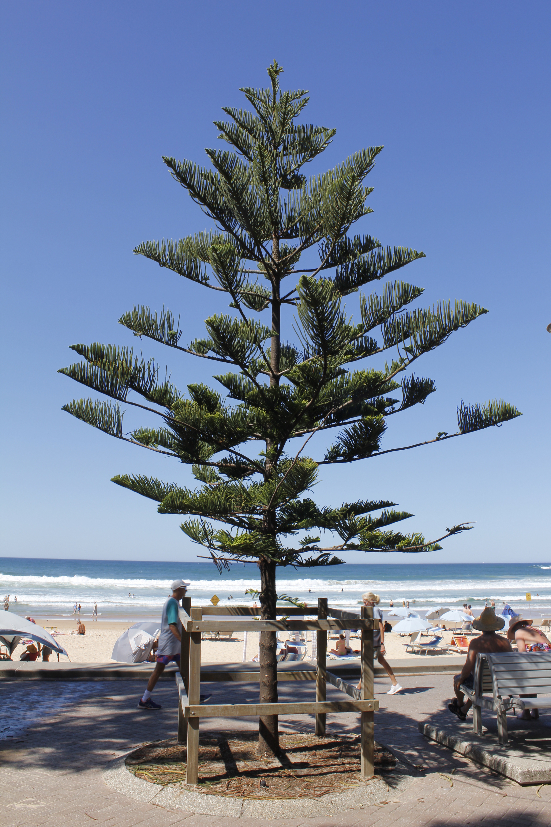 A small Norfolk Island Pine Tree stands within its protective timber fence on a walkway overlooking a beach filled with umbrellas, gazebos, deck-chairs and people. In the foreground, a man and a woman walking towards each other are about to pass the tree in opposite directions. In the distance, swimmers stand or bob in a small surf. Beyond the white of breaking waves, the ocean matches the sky’s blue intensity.