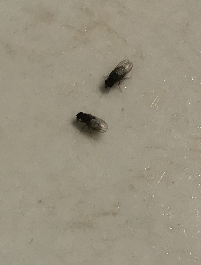 Two small, elongated flies, with black bodies and shiny, translucent wings, with their heads down as they feed on a light, reflective surface.