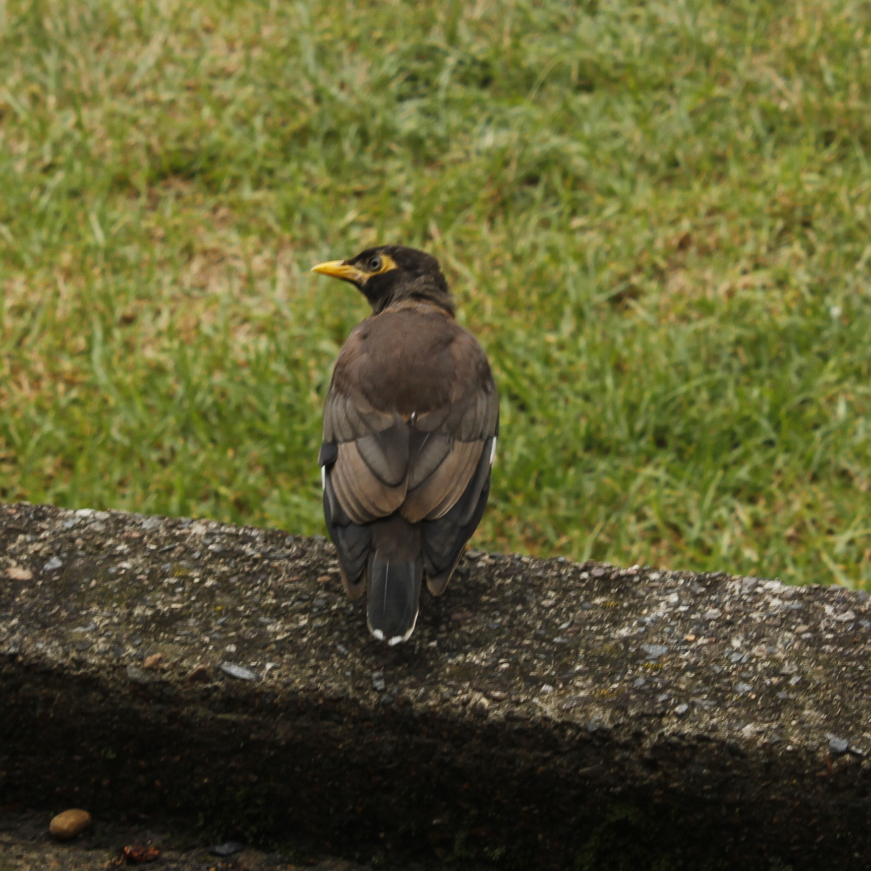 A bird called an Indian Mynah, an invasive species, seen from behind with its head turned to the left and blurred grass in the background, sits on a concrete gutter. Its feathers are shades of brown, with a thin white band at the tip of its tail and another on the edge of each wing. The head and neck are dark brown, with a yellow mask around its eye linked up to a pointy yellow beak.